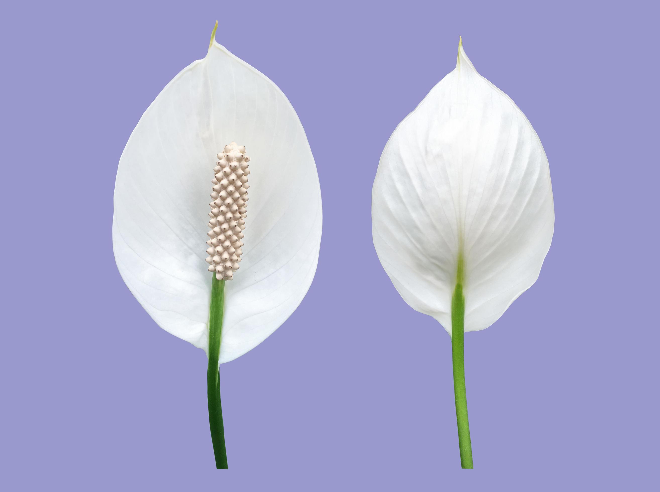 Isolated white aracear flower or peace lily flower with clipping paths. Stock Free