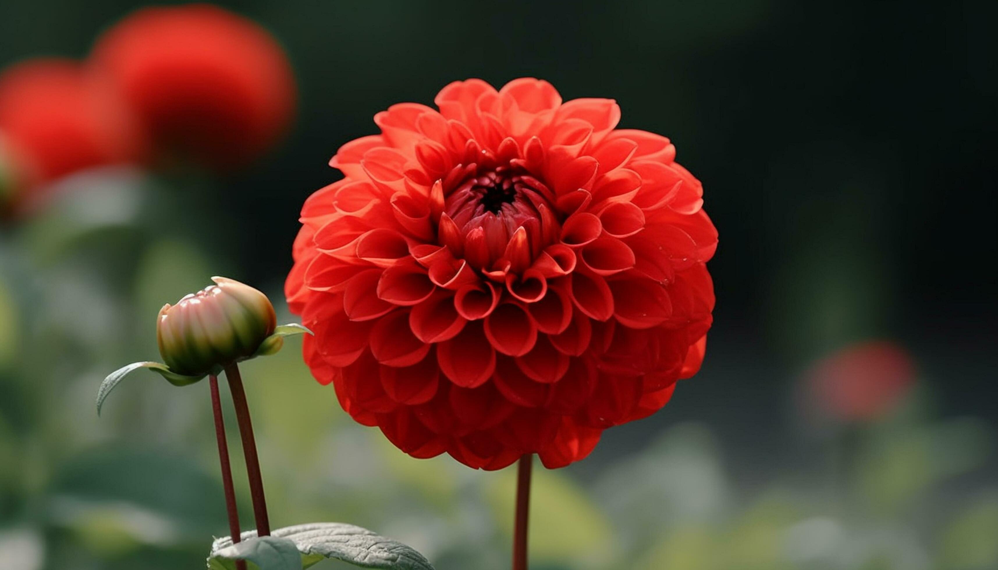 Vibrant bouquet showcases natural beauty of multi colored flowers outdoors generated by AI Stock Free