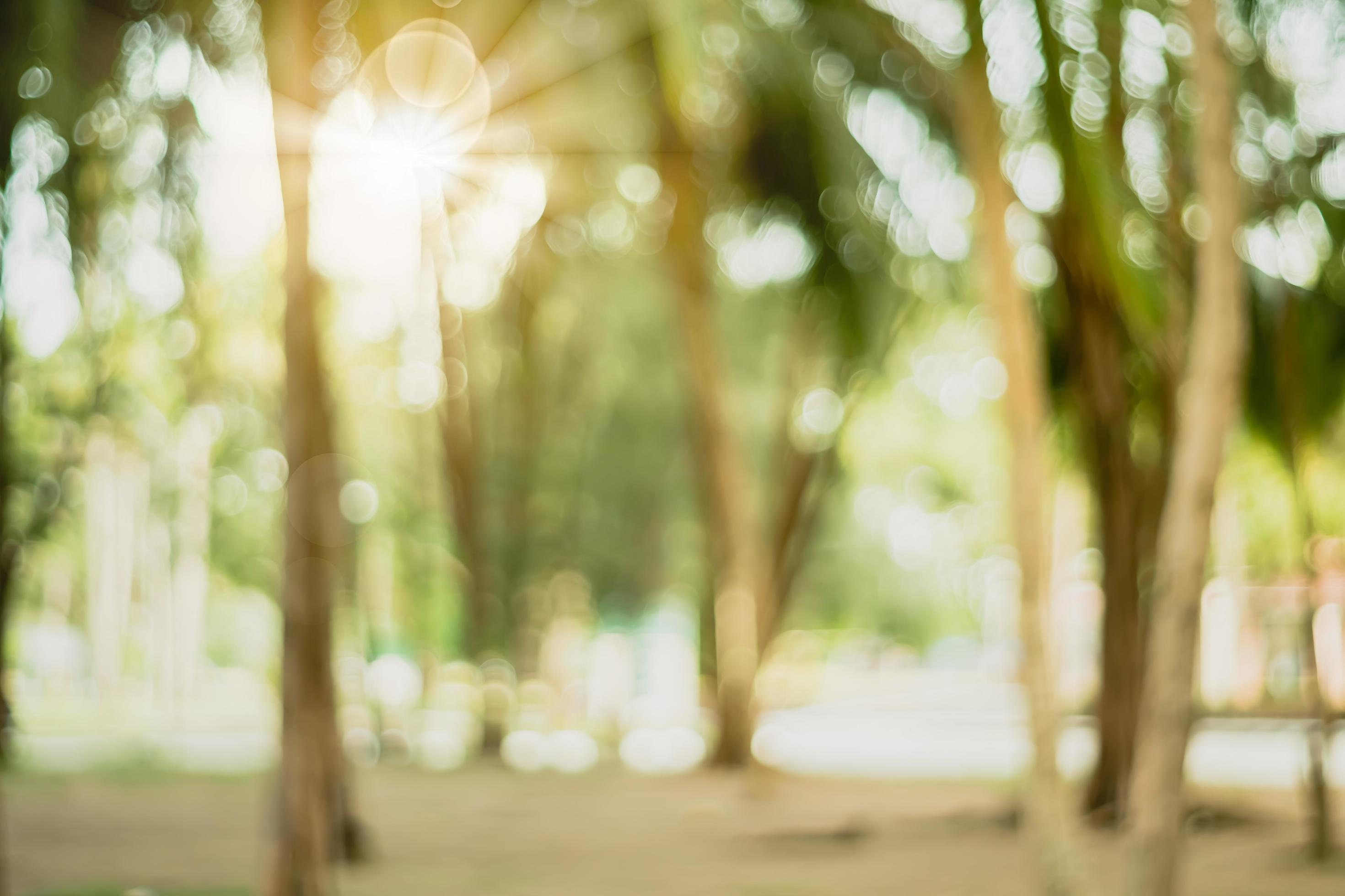 Blurred nature bokeh of a green park Stock Free