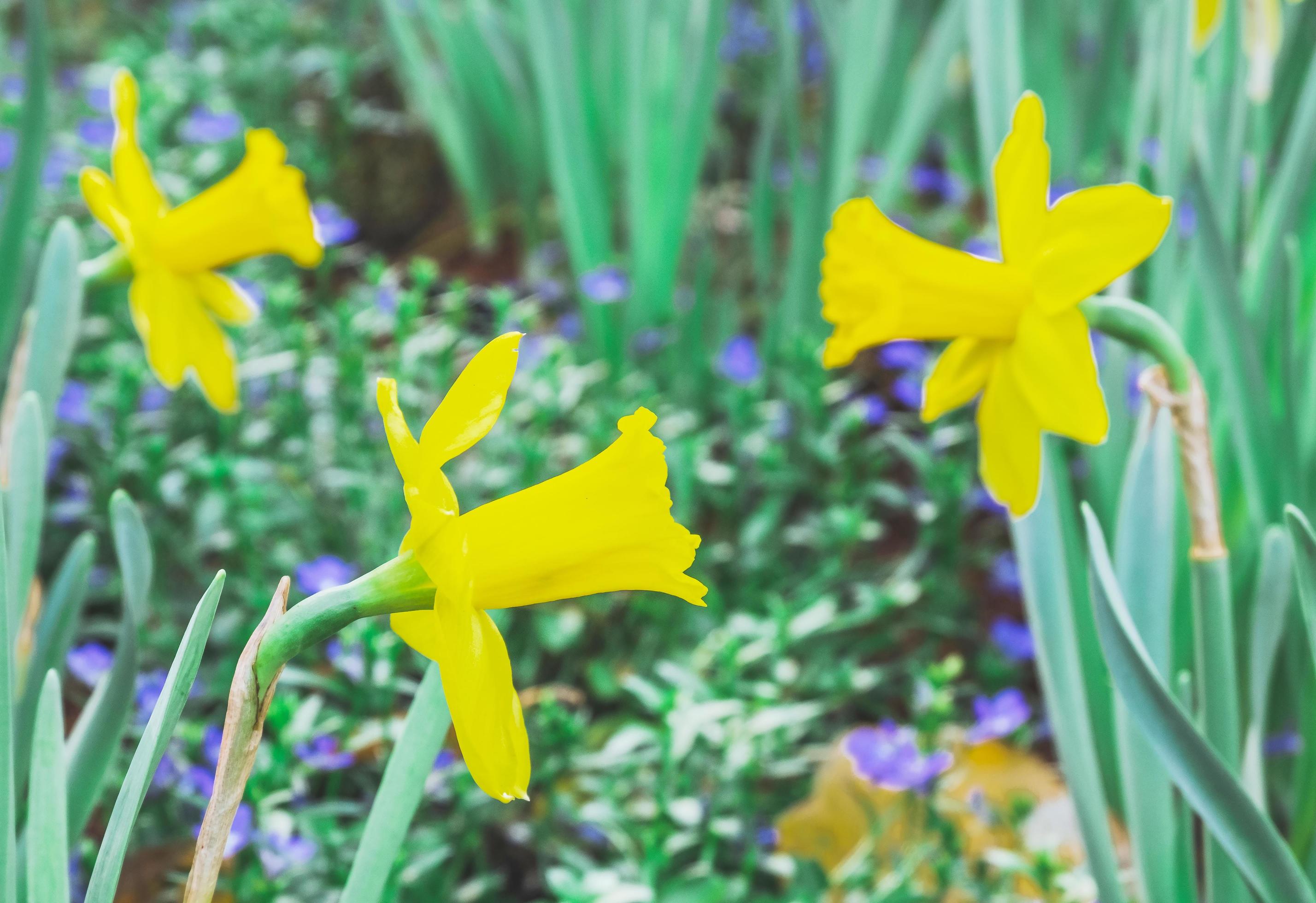 Blossoming of yellow narcissus flowers,select focus. Stock Free