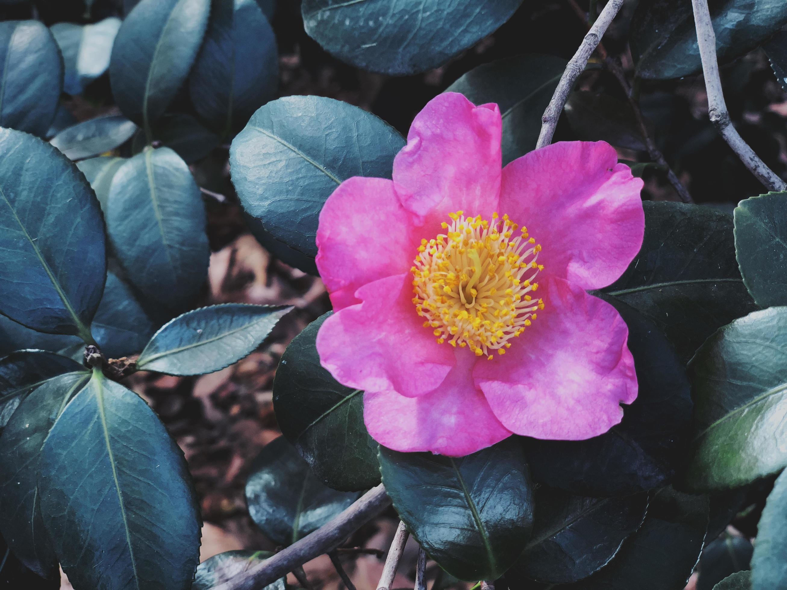 Pink petaled flower by green leaves Stock Free