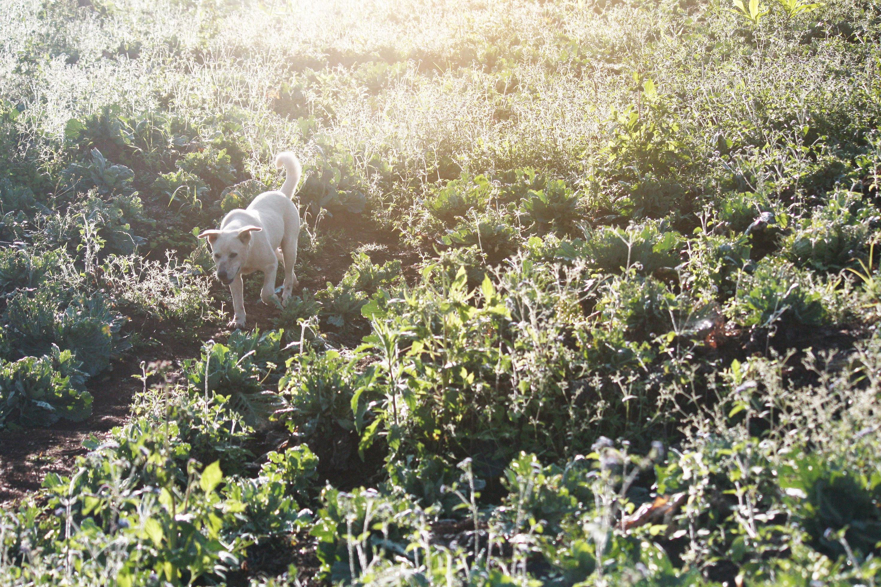 Cute white dog playful with beautiful sunset in grass firlds Stock Free