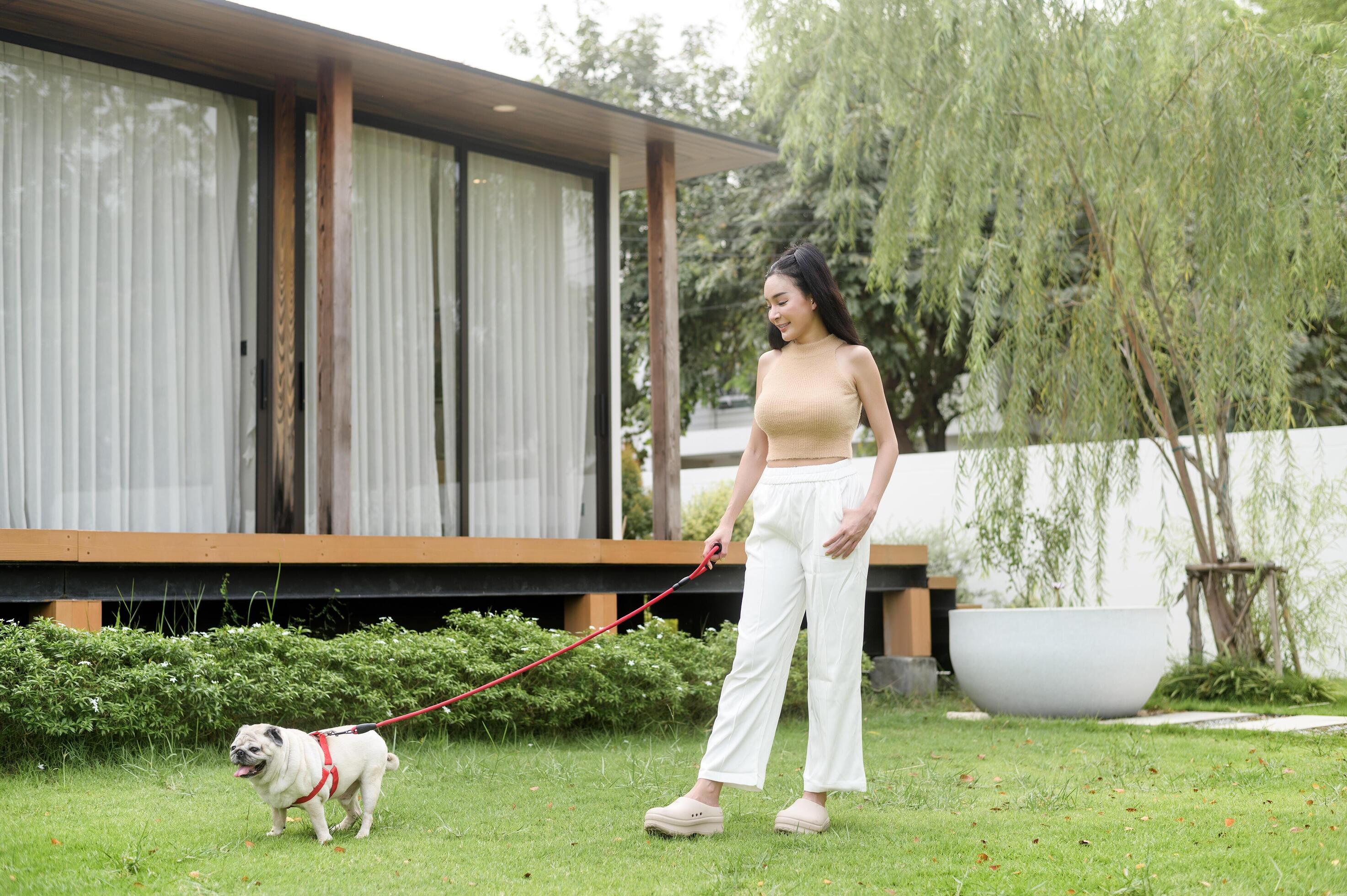 Happy asian woman playing with Cute Smart pug Puppy Dog In the Backyard Stock Free