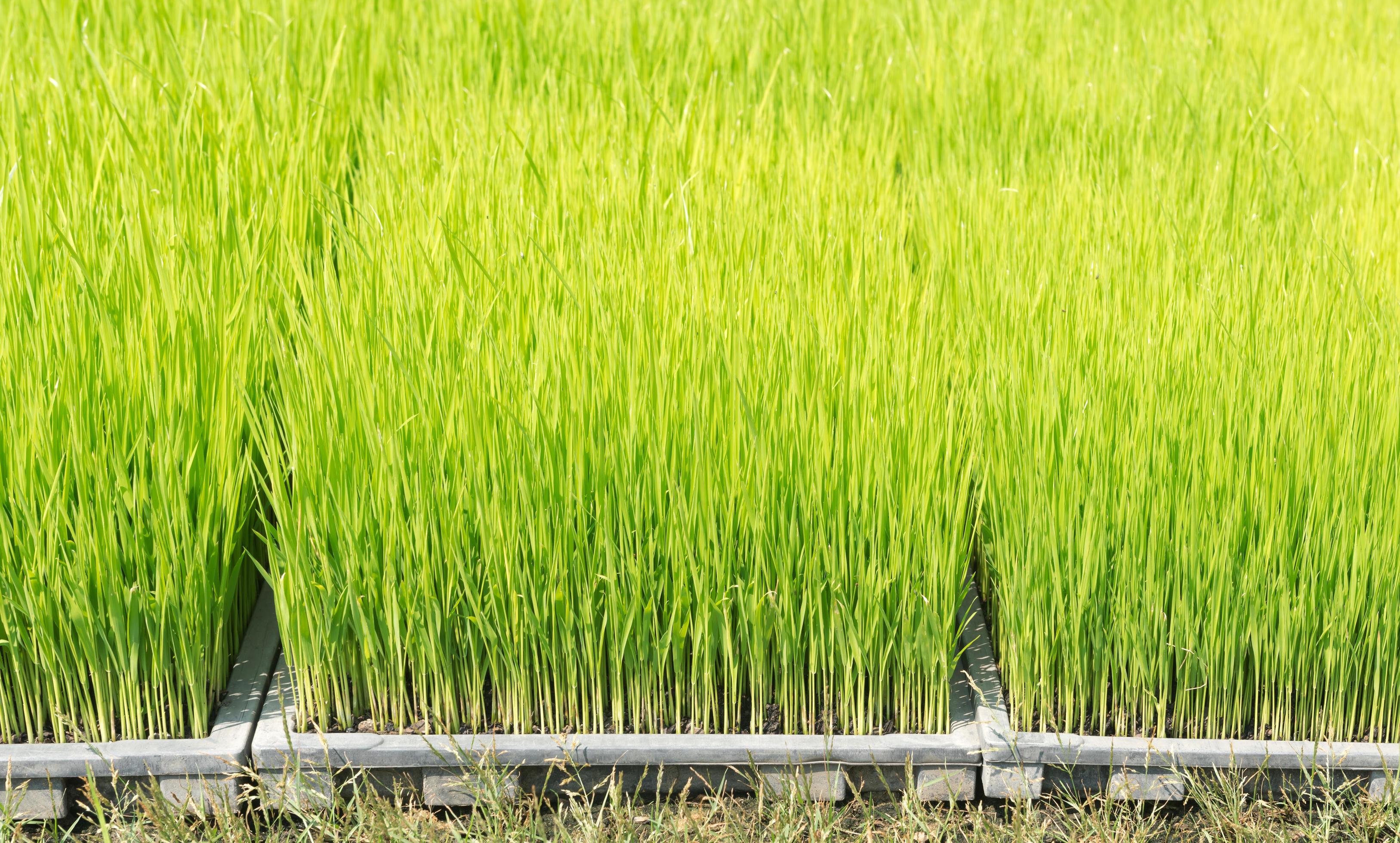 Close up of rice sprouts on plastic tray Stock Free