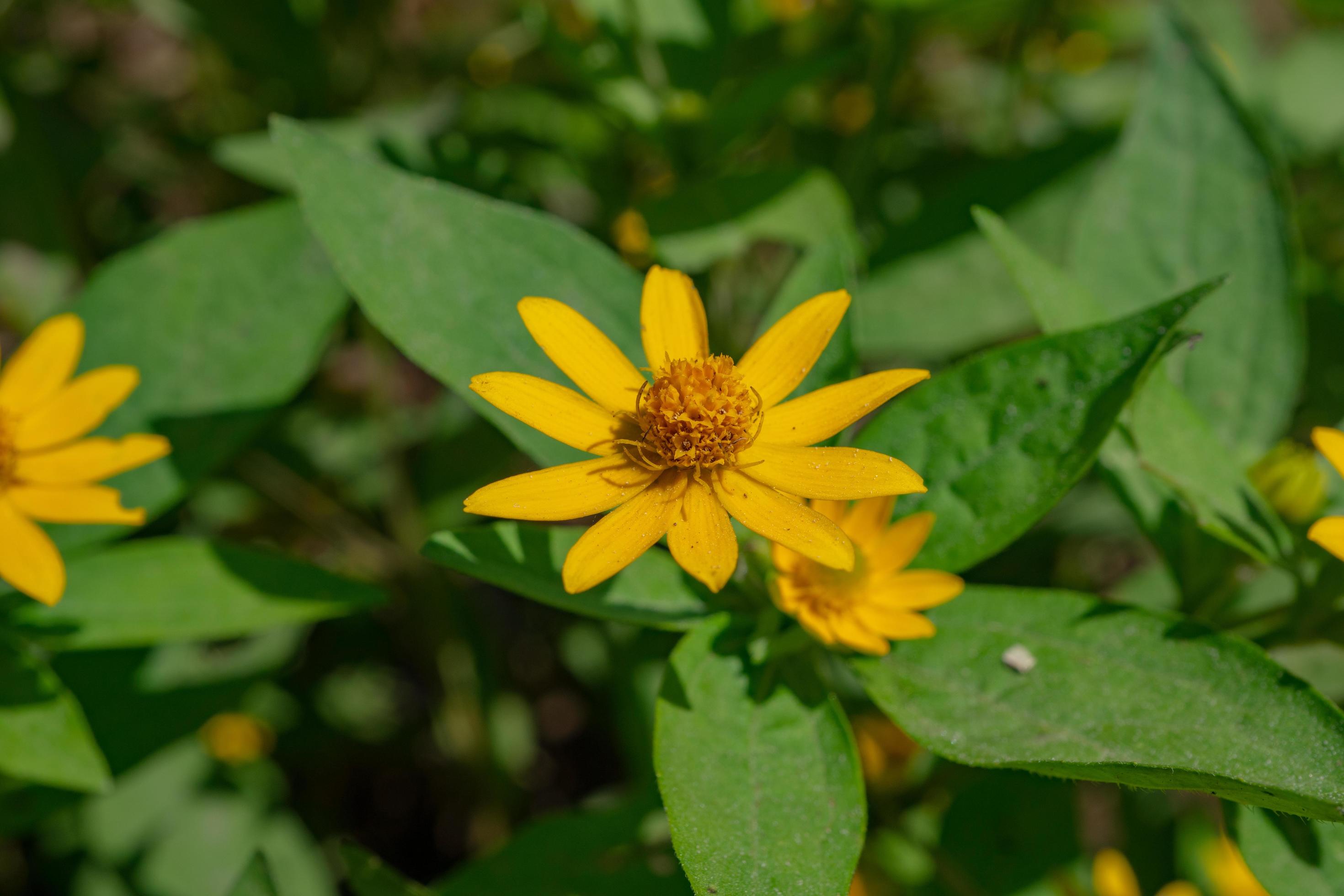 Yellow, white and pink flower on the garden when spring season. The photo is suitable to use for nature flower background, poster and advertising. Stock Free