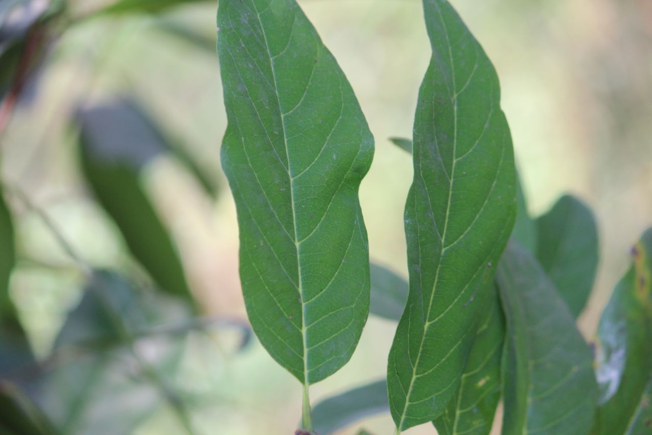 Custard Apple Plant Stock Free