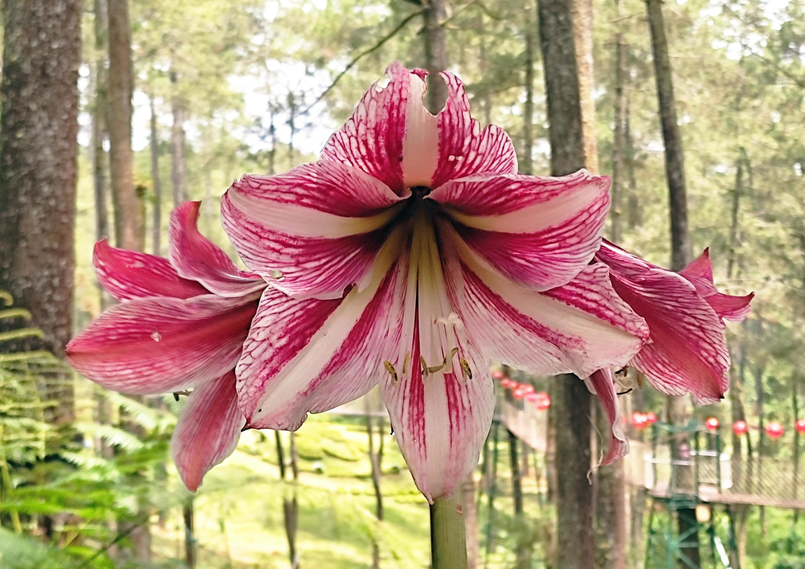 Amarylis flower in the forest Stock Free