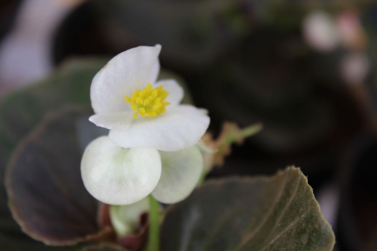 Small White Flower Stock Free