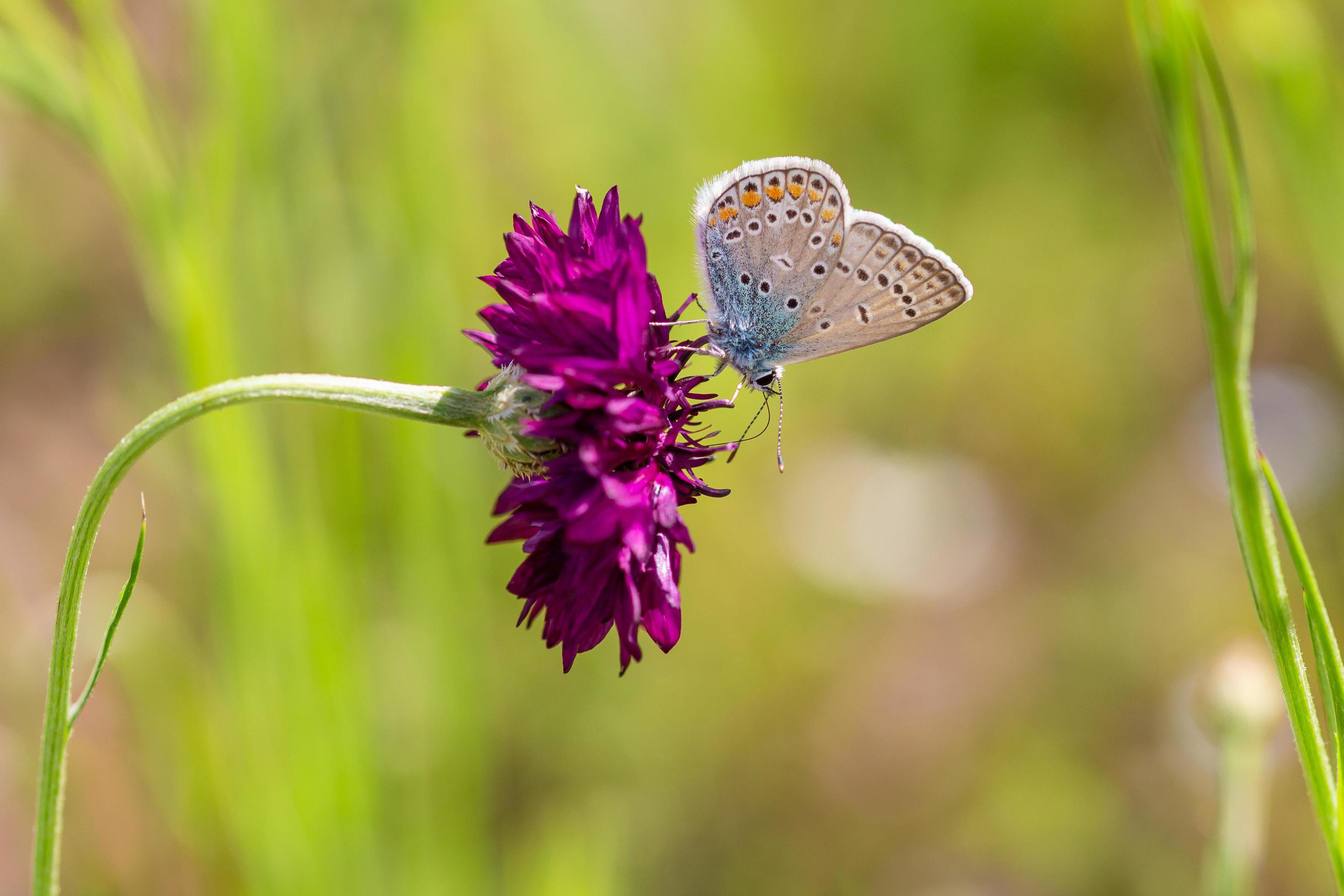 Blue butterfly purple flower Stock Free