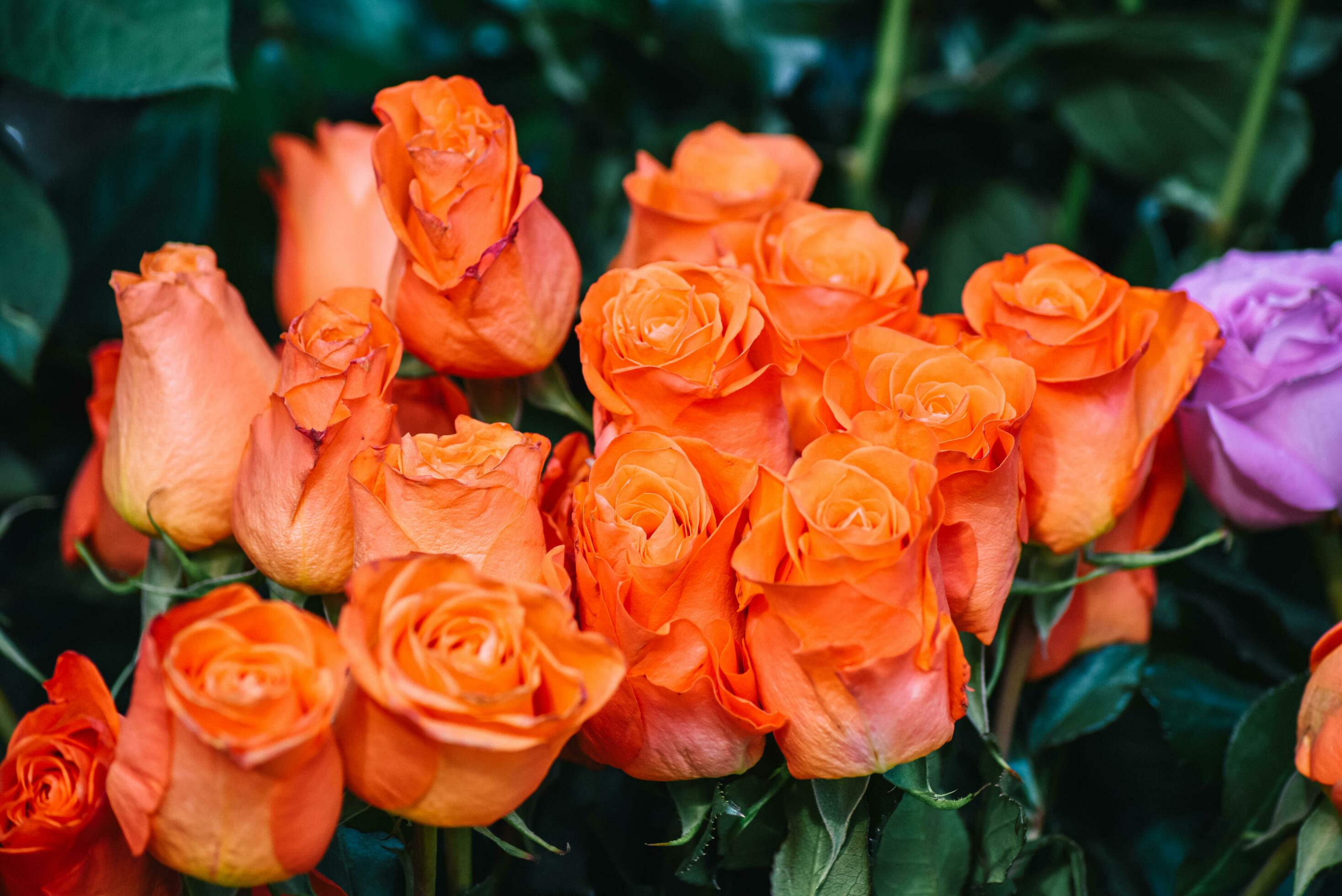 The backdrop of the colorful flowers Stock Free