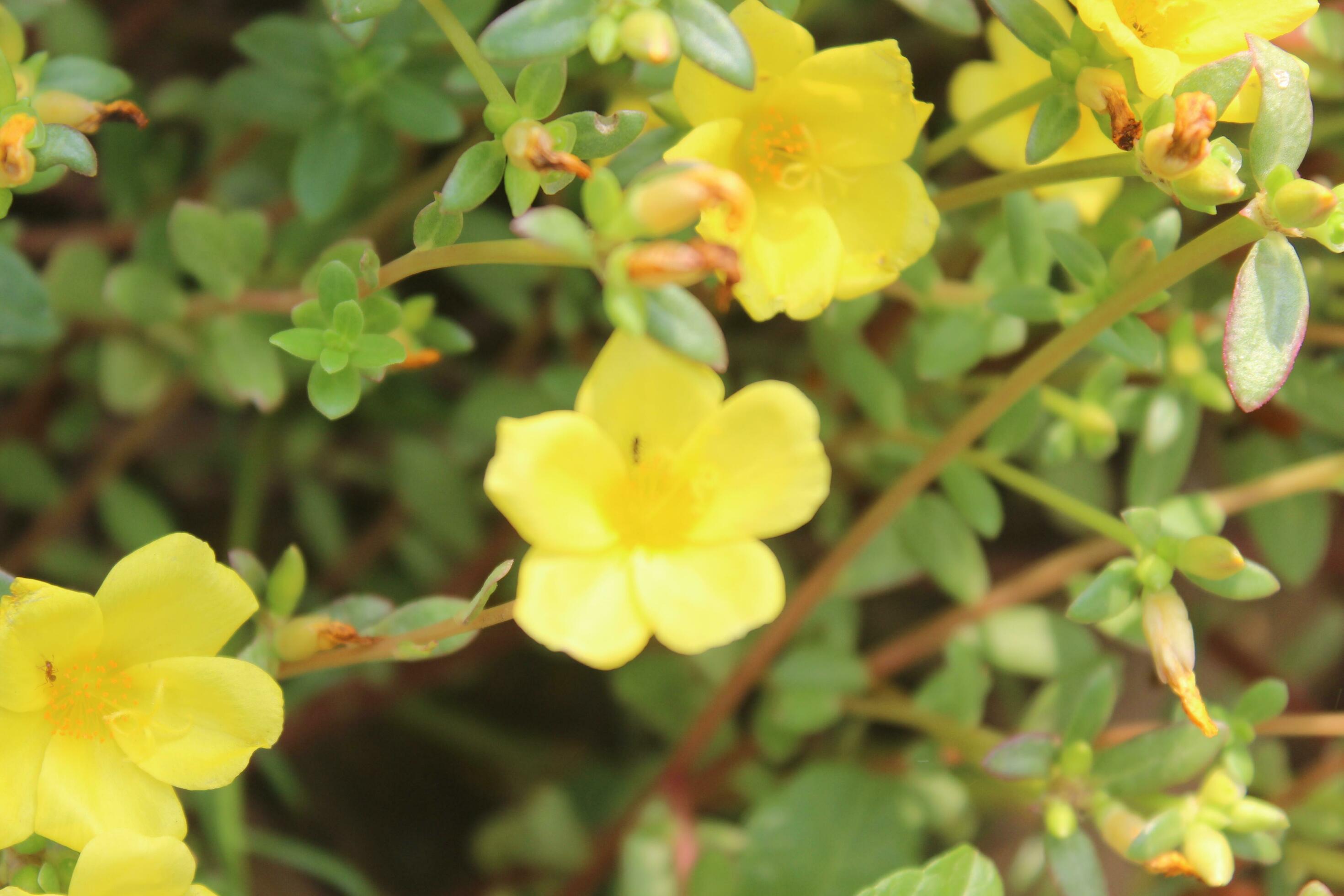 Portulaca oleracea common purslane, also known as verdolaga, red root, or pursley is an annual succulent in the family Portulacaceae. Stock Free