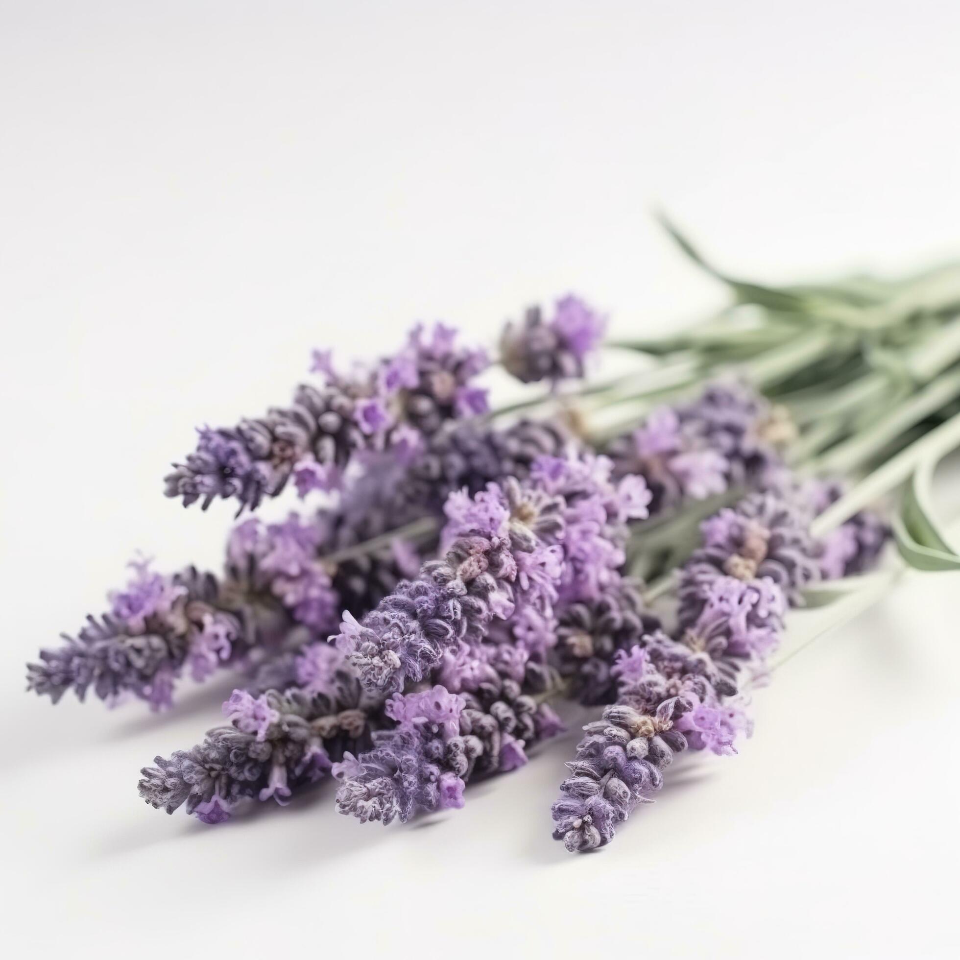 Beautiful lavender flowers on white background, generate ai Stock Free