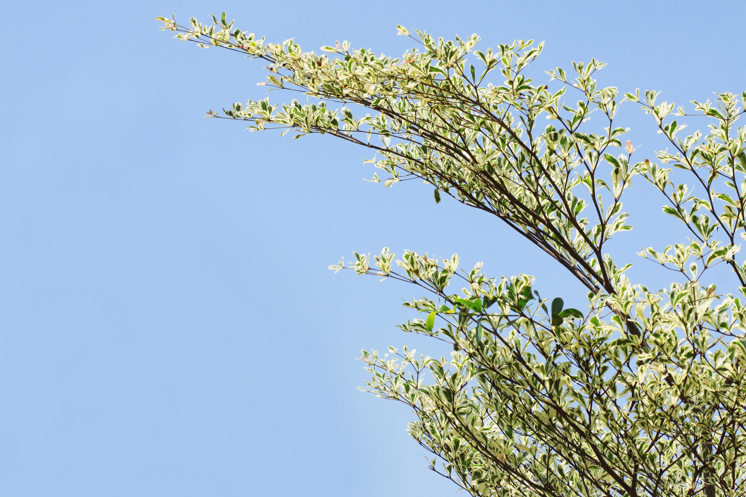 Fresh green leave branch on the mountain and against blue sky. Stock Free