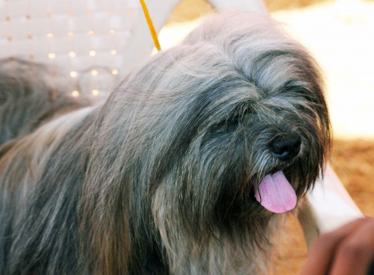 Lhasa Apso Stock Free