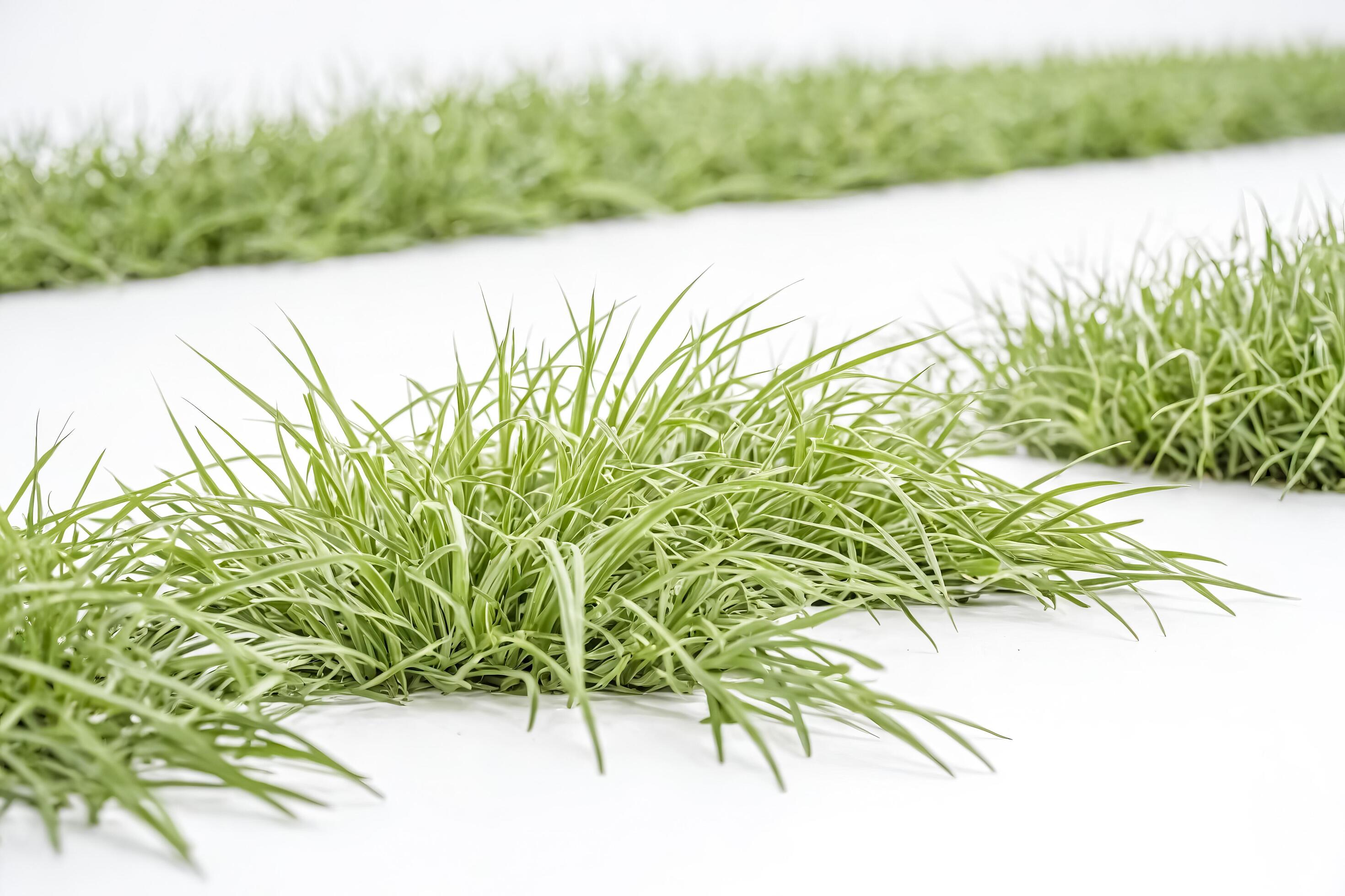 Green Grass Blades on White Background Stock Free