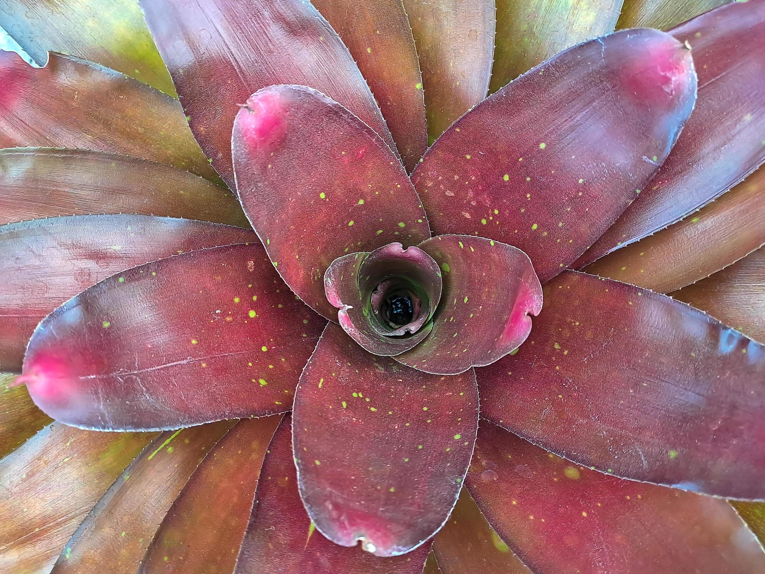 Neoregelia is a genus of epiphytic flowering plants in the family Bromeliaceae, subfamily Bromelioideae Stock Free