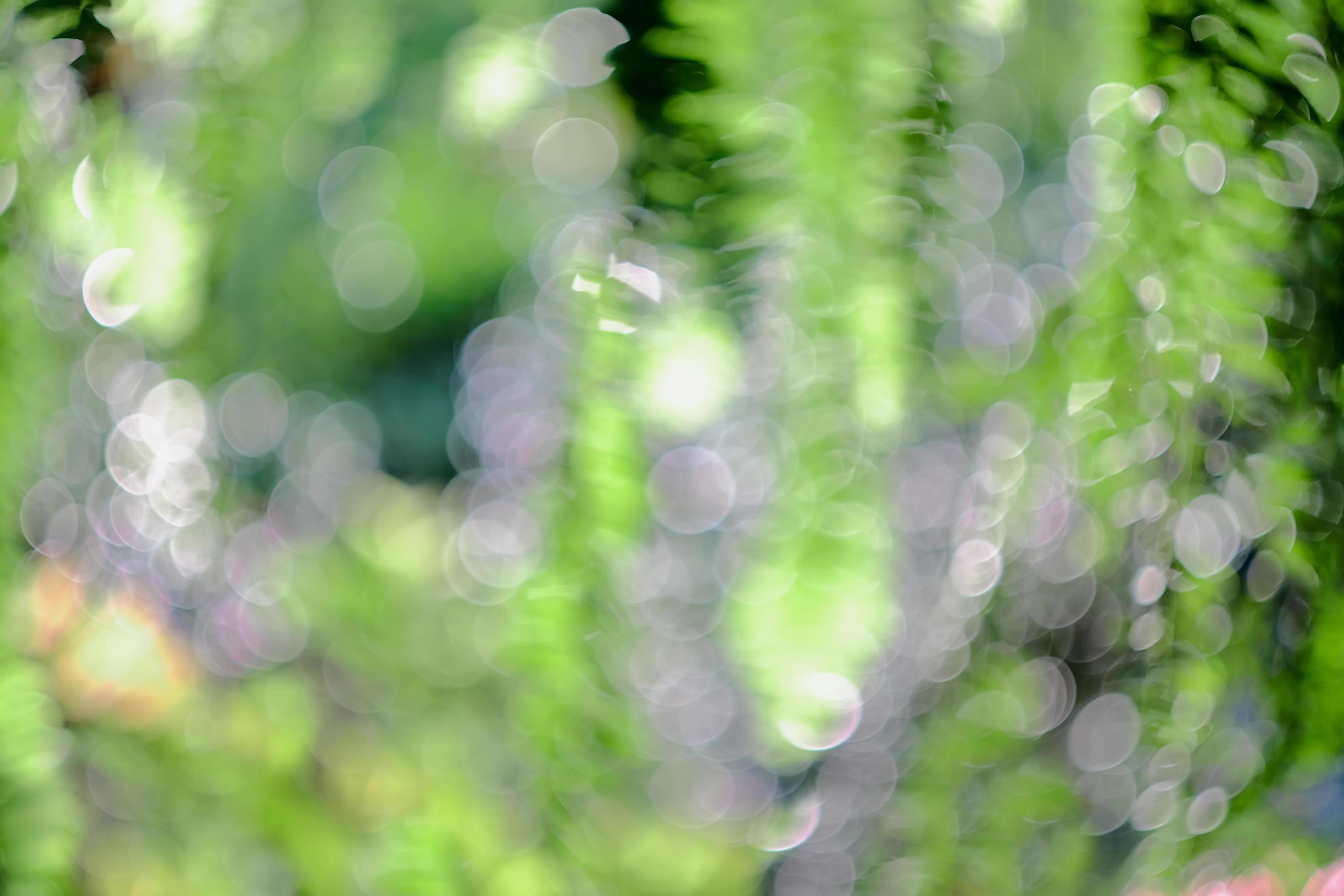 Blurry and bokeh of nature background. Stock Free