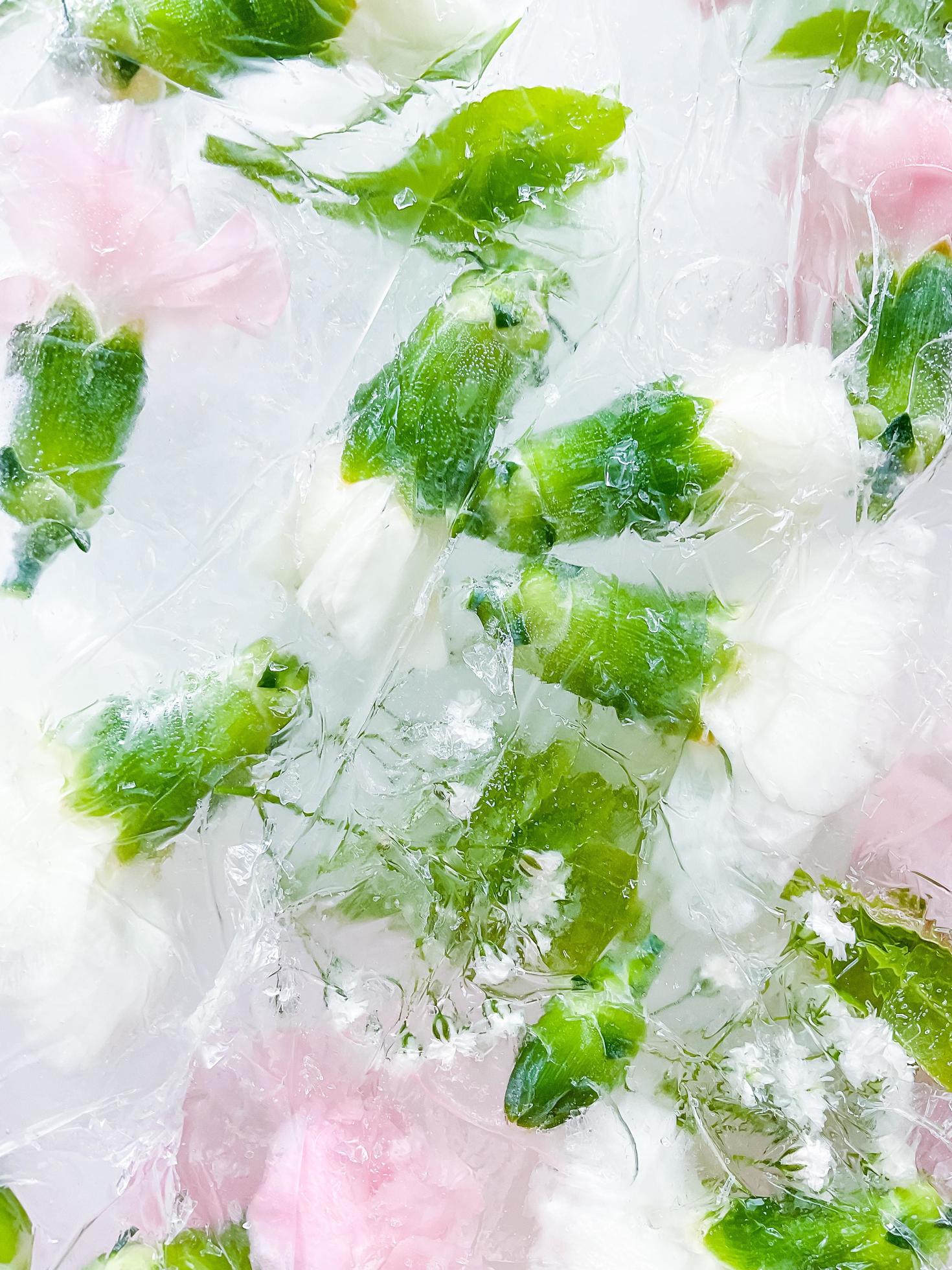 carnation, garden flowers frozen in ice. backgraund Stock Free