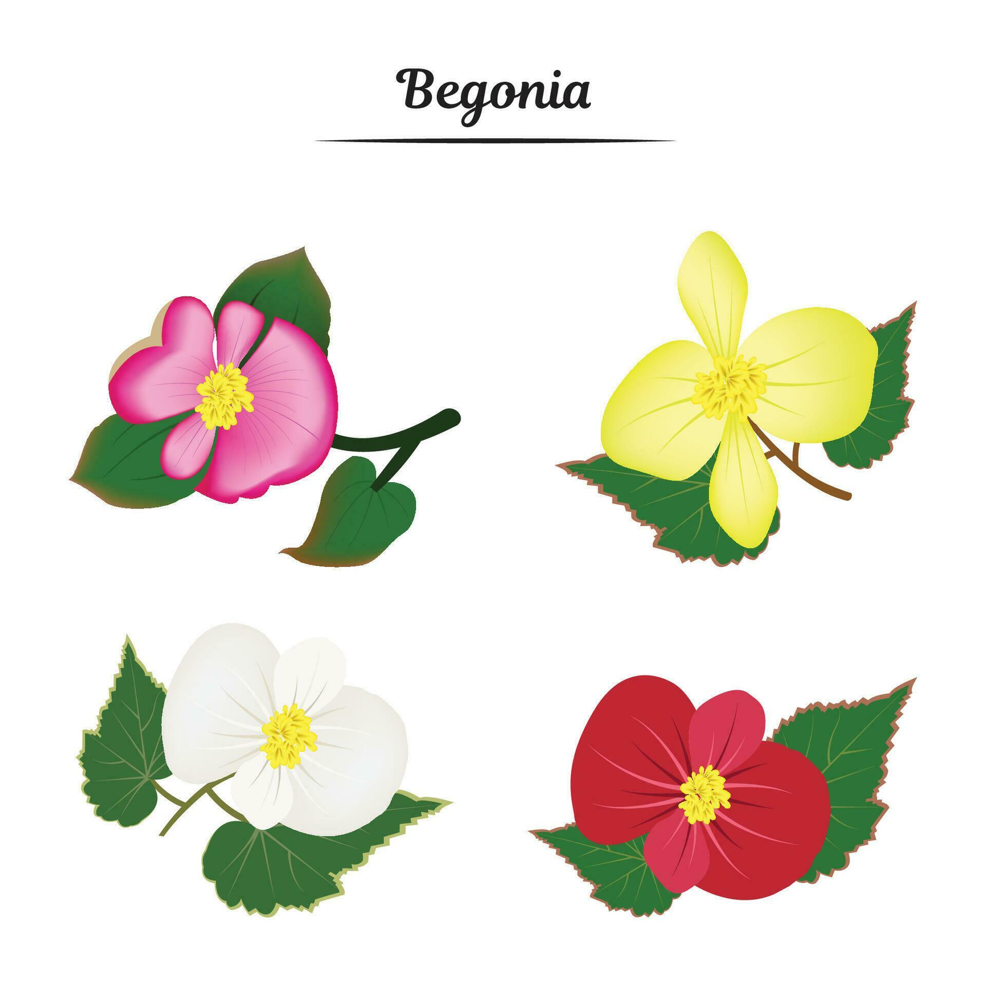 Begonia flower illustration Stock Free