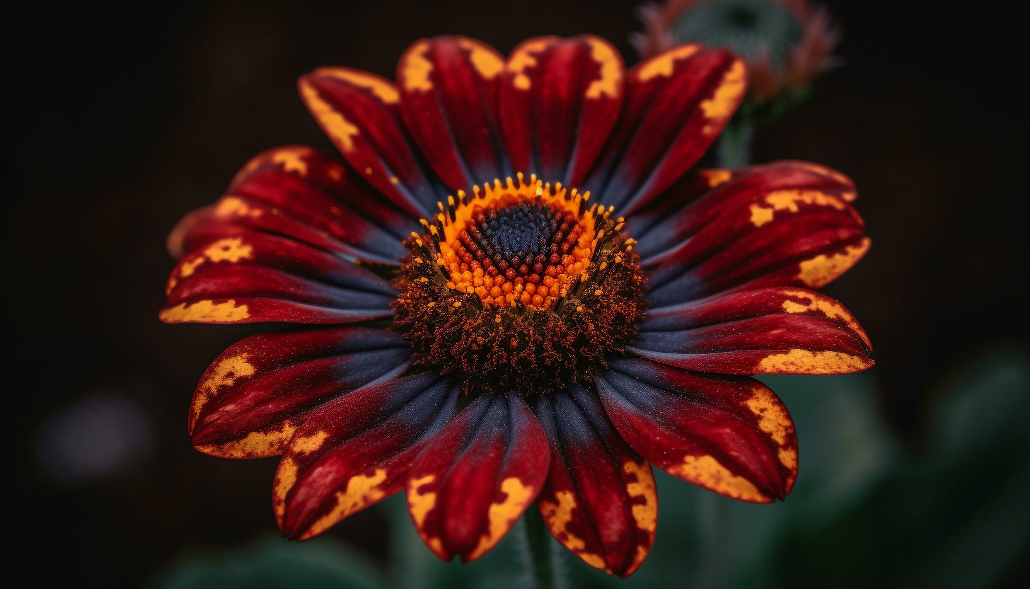 Vibrant gerbera daisy, a single flower in formal garden generated by AI Stock Free