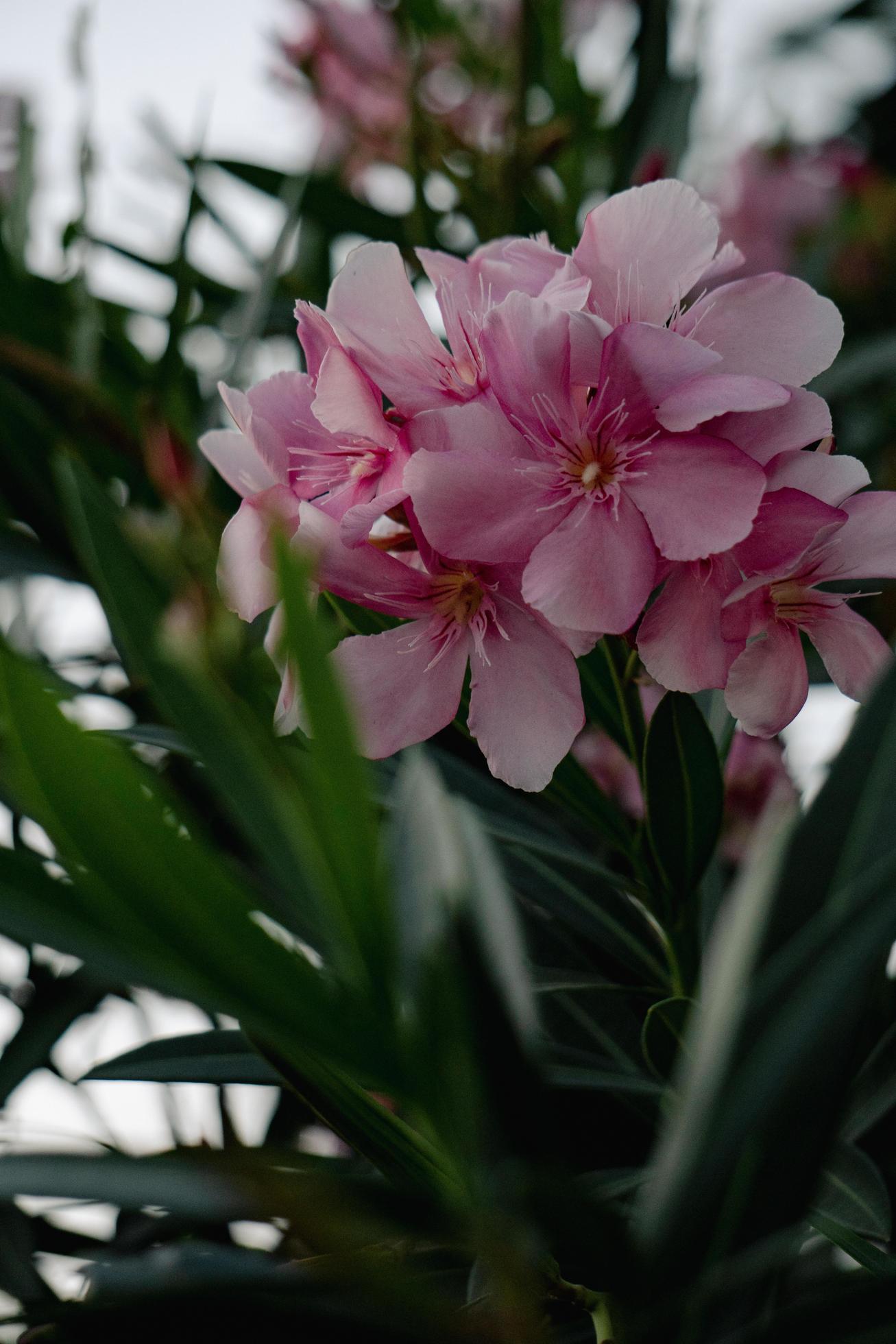 Beautiful pink flower in a garden Stock Free