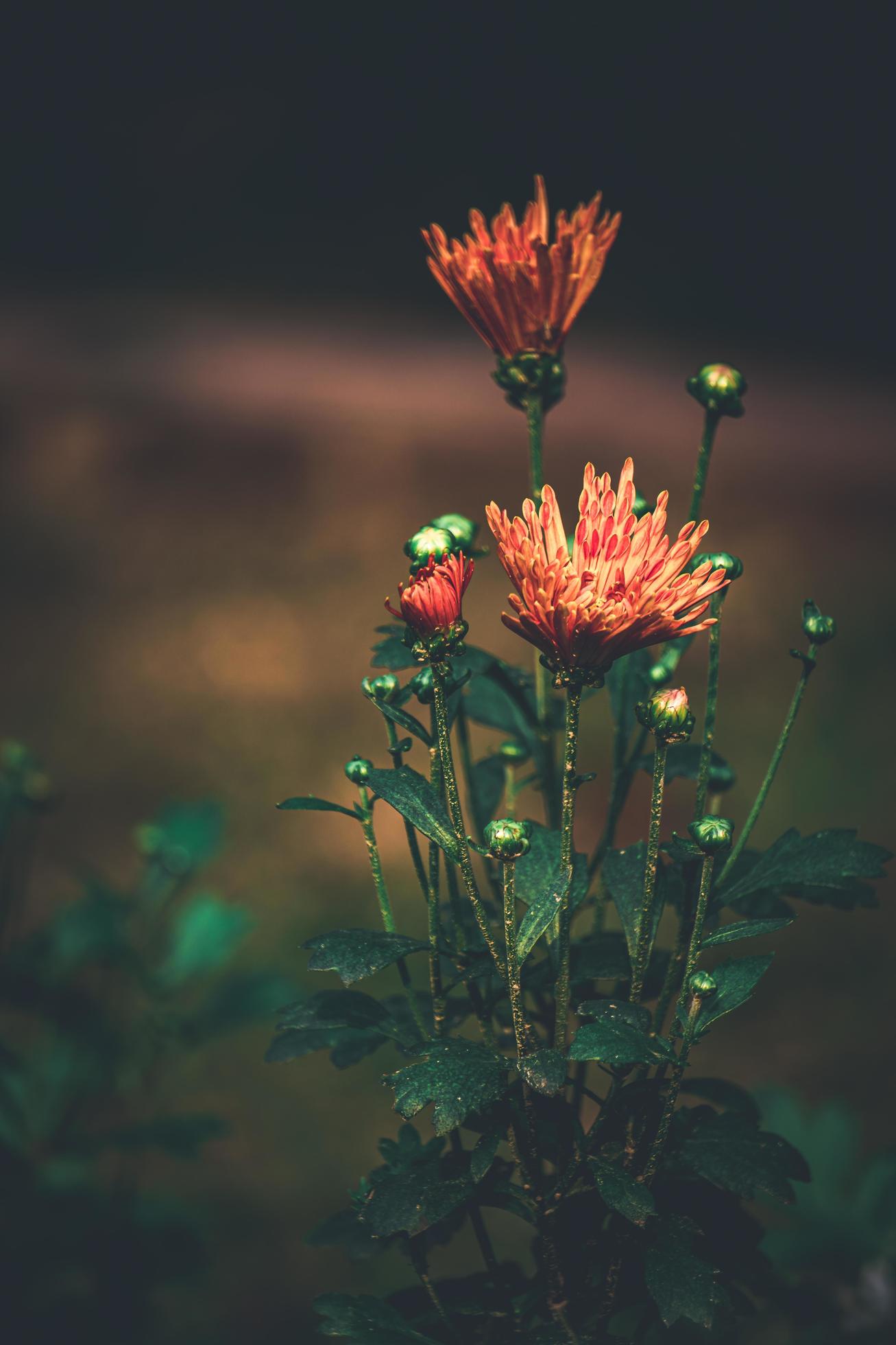 Coimbatore flower, bangladeshi garden flower, Stock Free