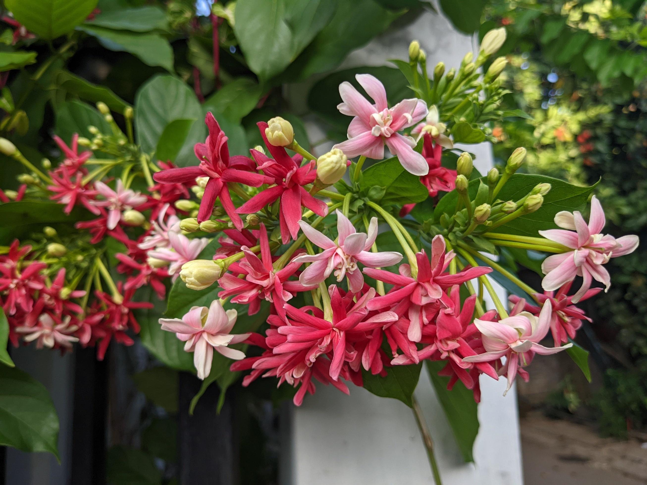 Rainy flower season, the domestic flower on Central Java. The photo is suitable to use for nature background flower poster and botanical content media. Stock Free