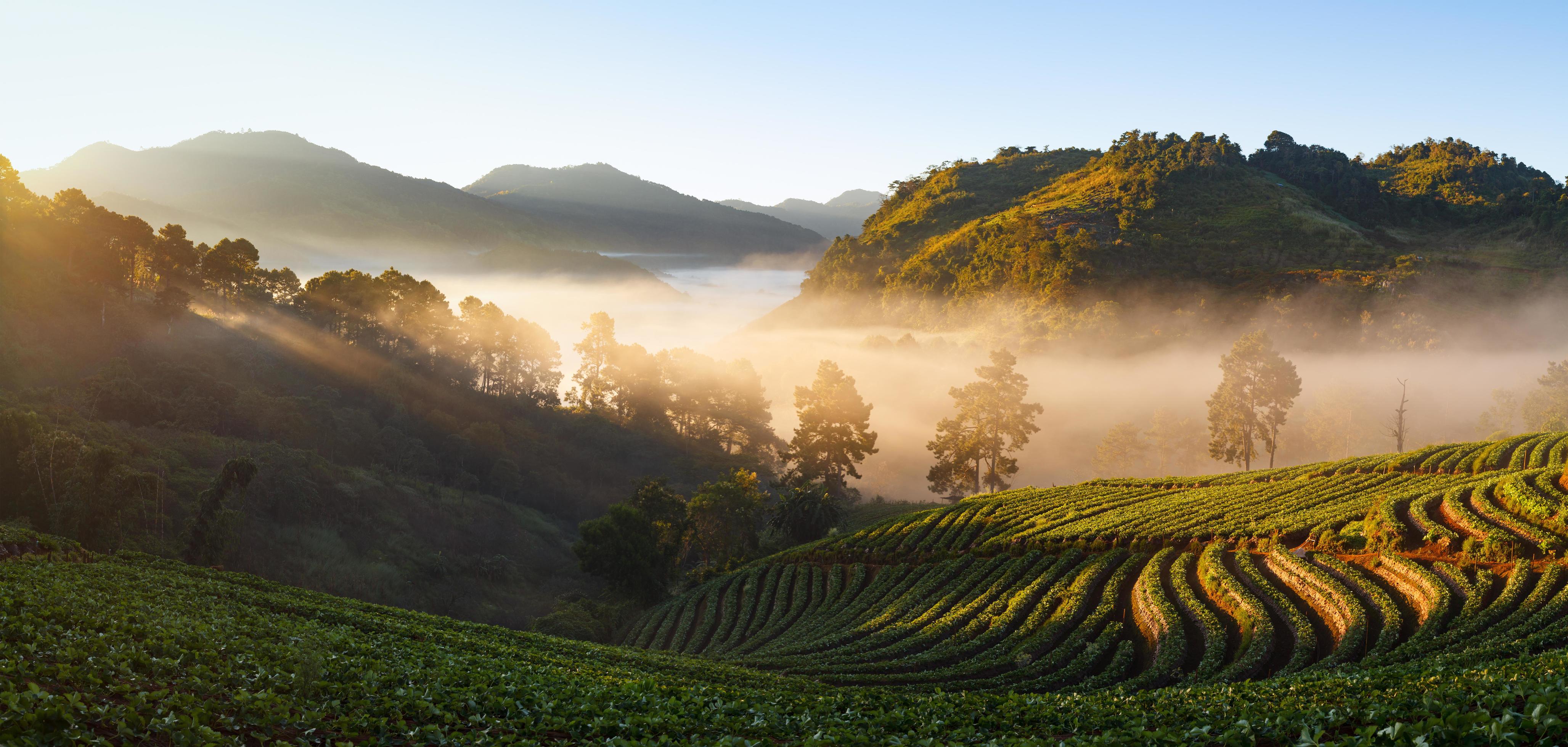 Misty morning sunrise in strawberry garden at Doi Angkhang mountain, chiangmai thailand Stock Free