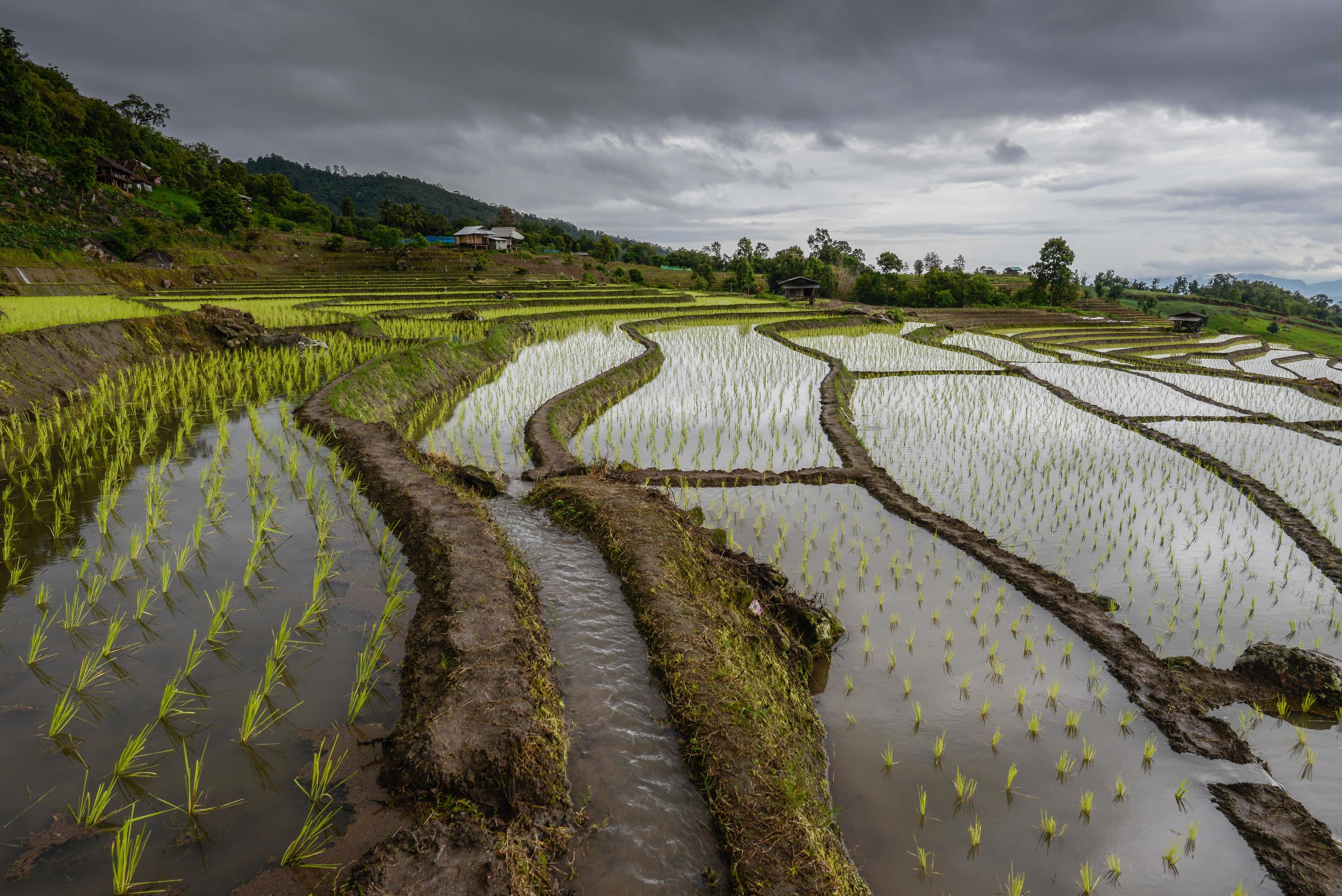 Ban Pa Pong Piang rice terraces field in Chiang Mai province of Thailand at sunset. Stock Free