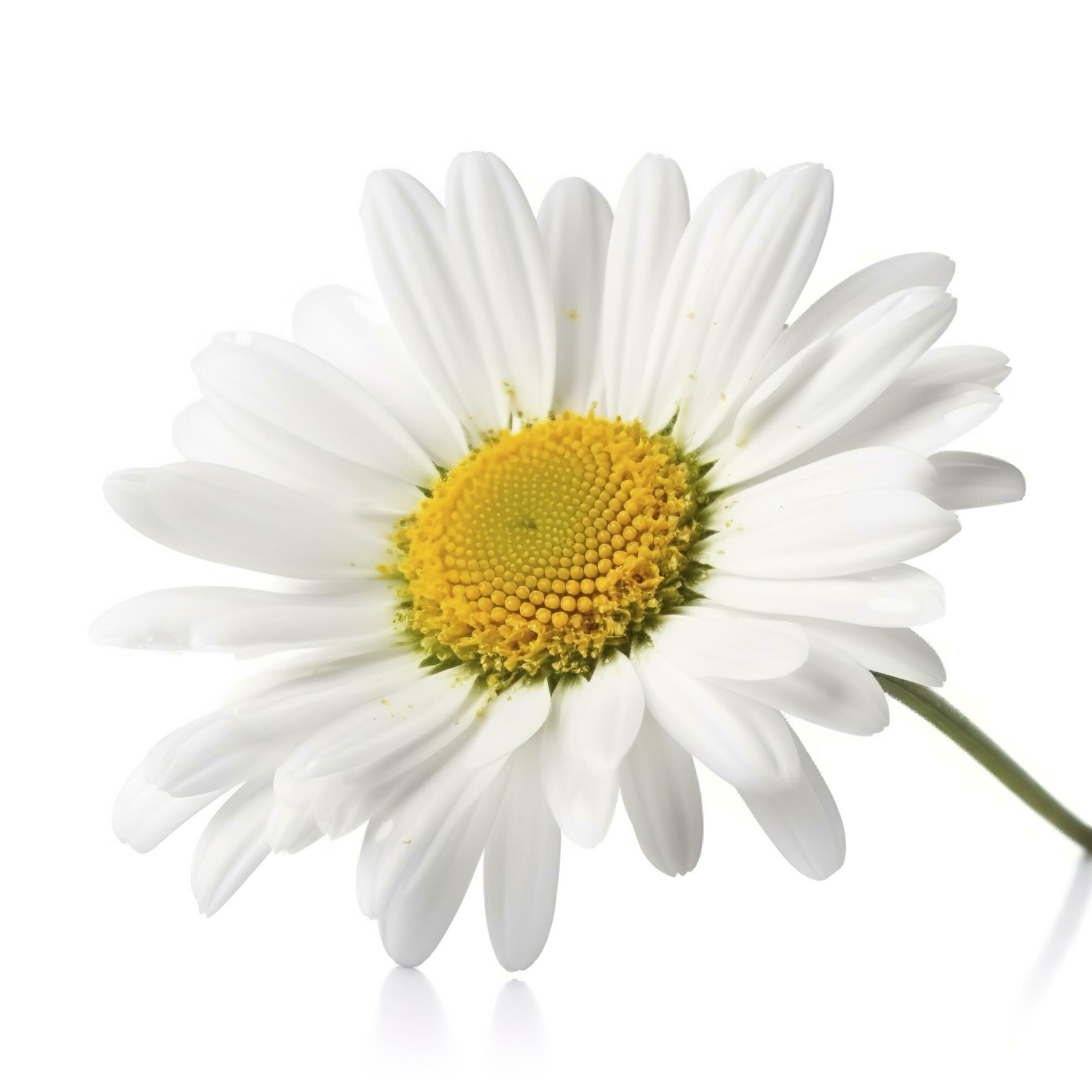 Daisy flower isolated on white background as package design element, generate ai Stock Free