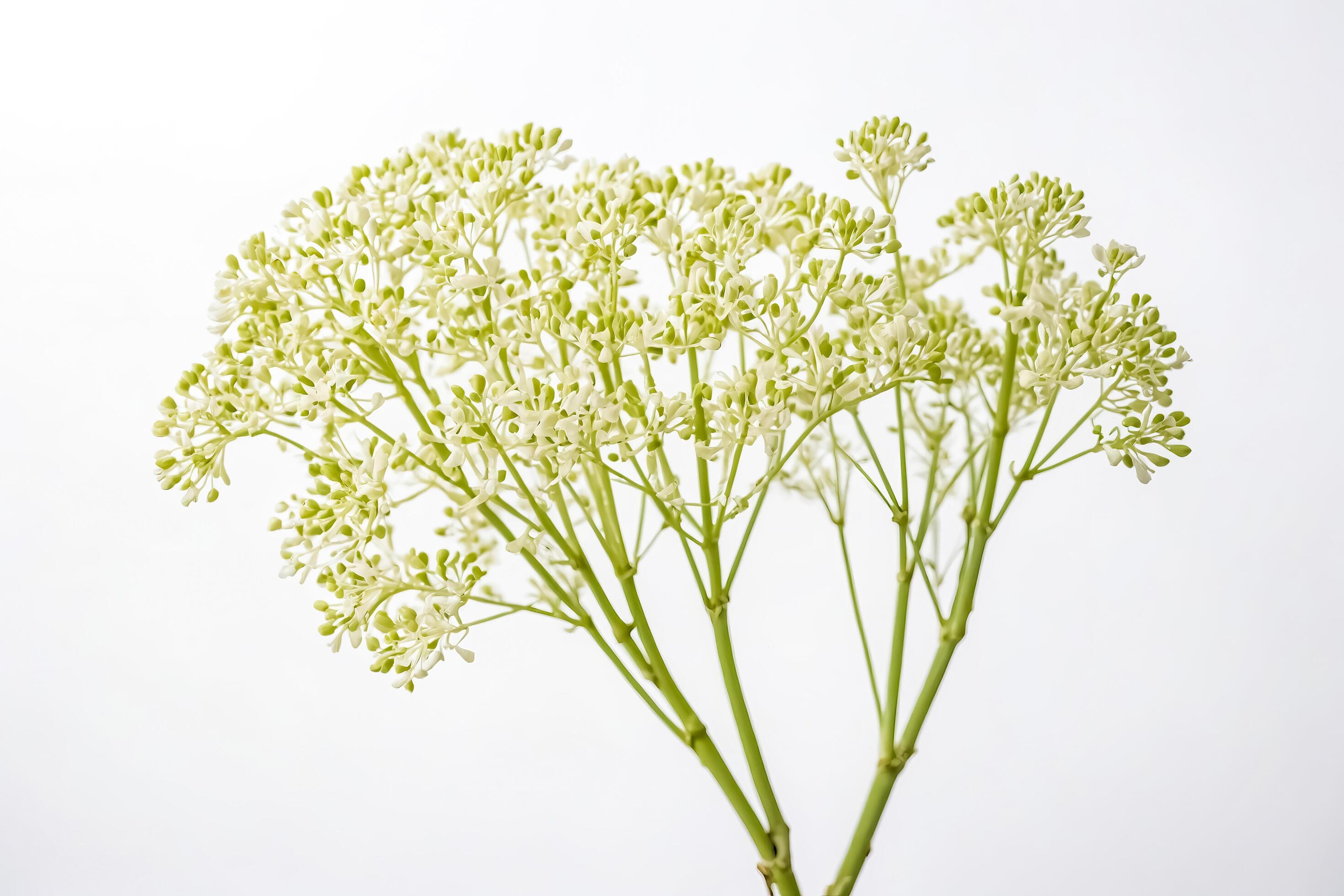 White Flowers on Green Stems Isolated on White Background Stock Free