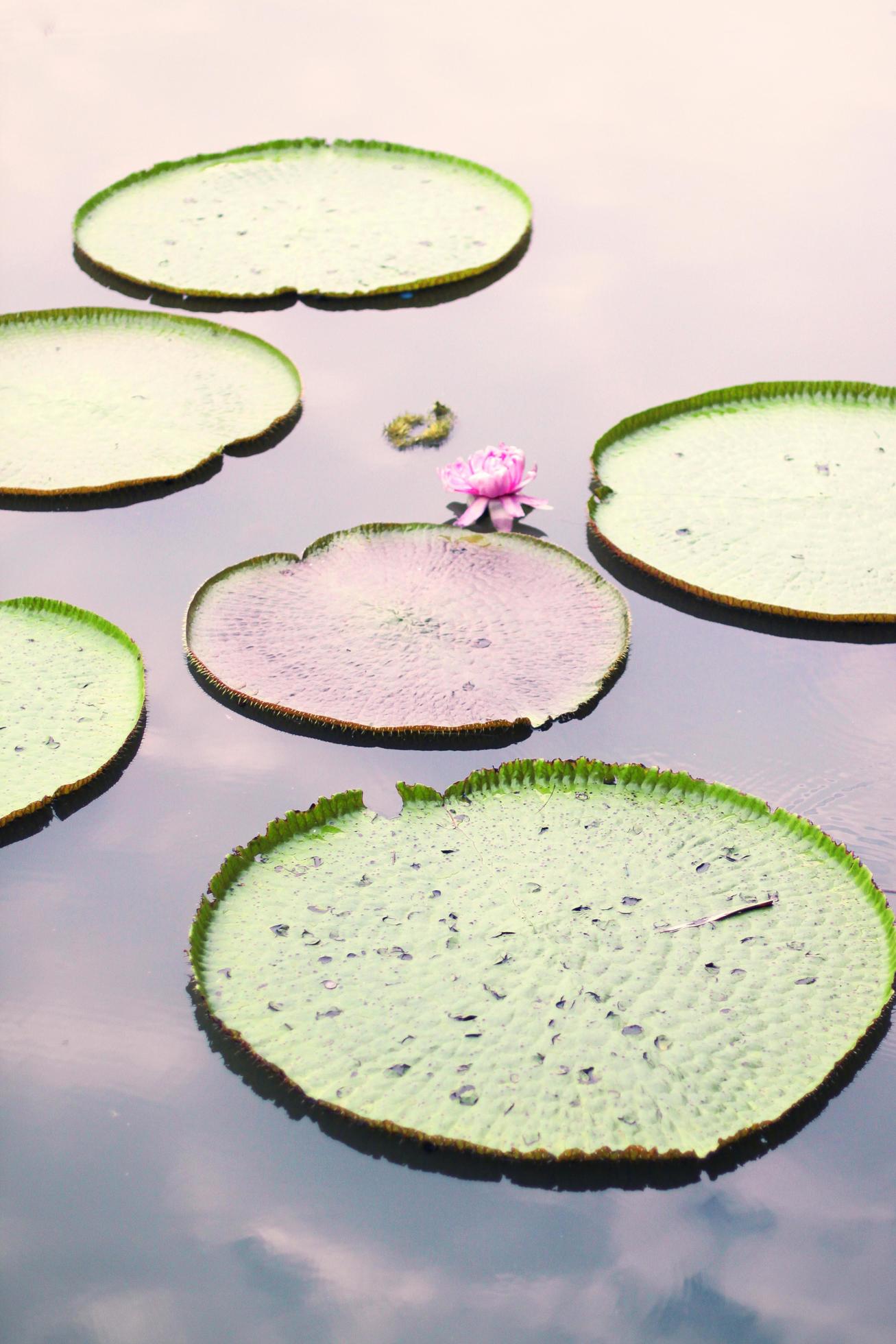 Blooming Water Lily lotus and lotus leaves in pound. Stock Free