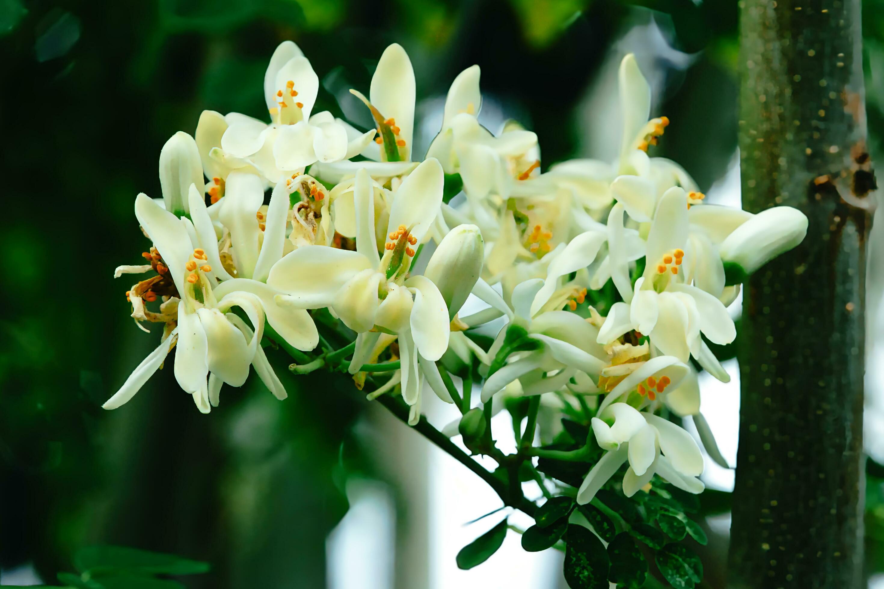 moringa tree flower Stock Free