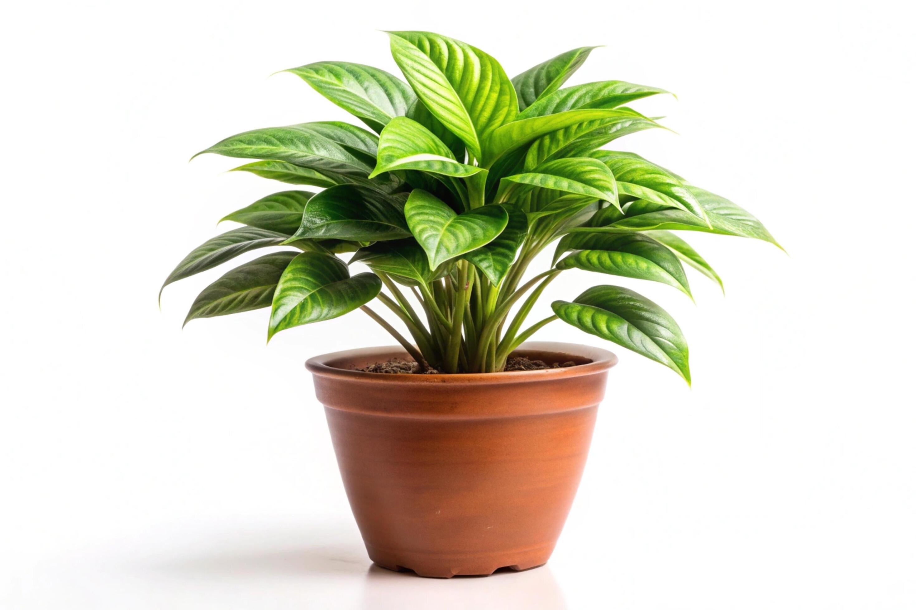 Small plant isolated on white background Stock Free