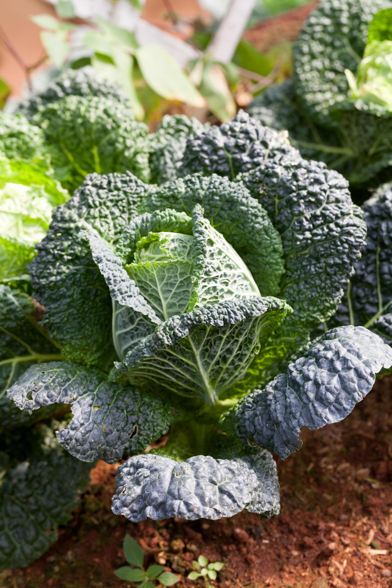 Savoy cabbage super food Stock Free