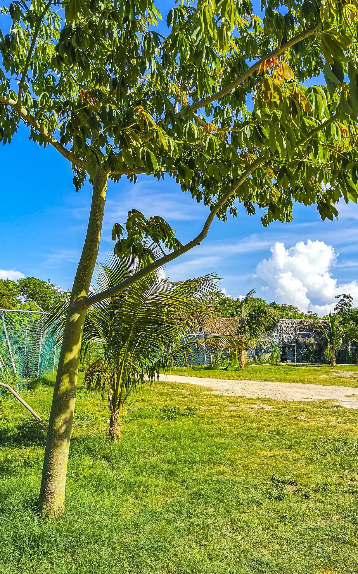 Entrance path of tropical beach between natural huts in Mexico. Stock Free