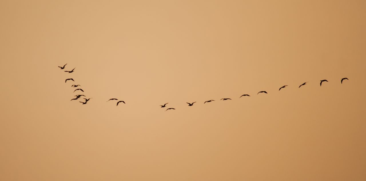 Birds Formation Stock Free