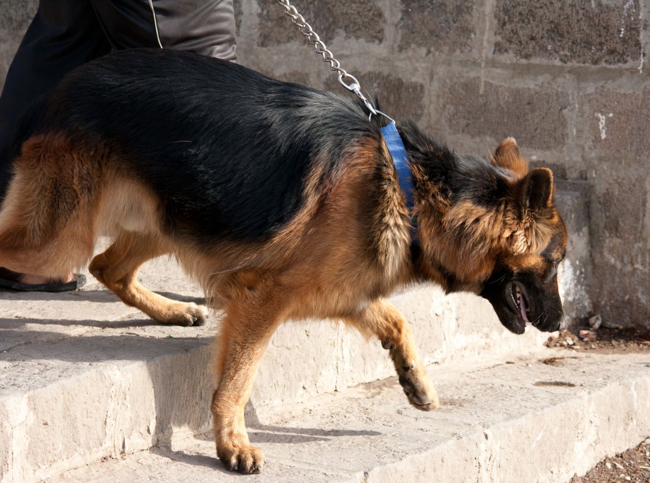 Dog Leash Walking Stairs Stock Free