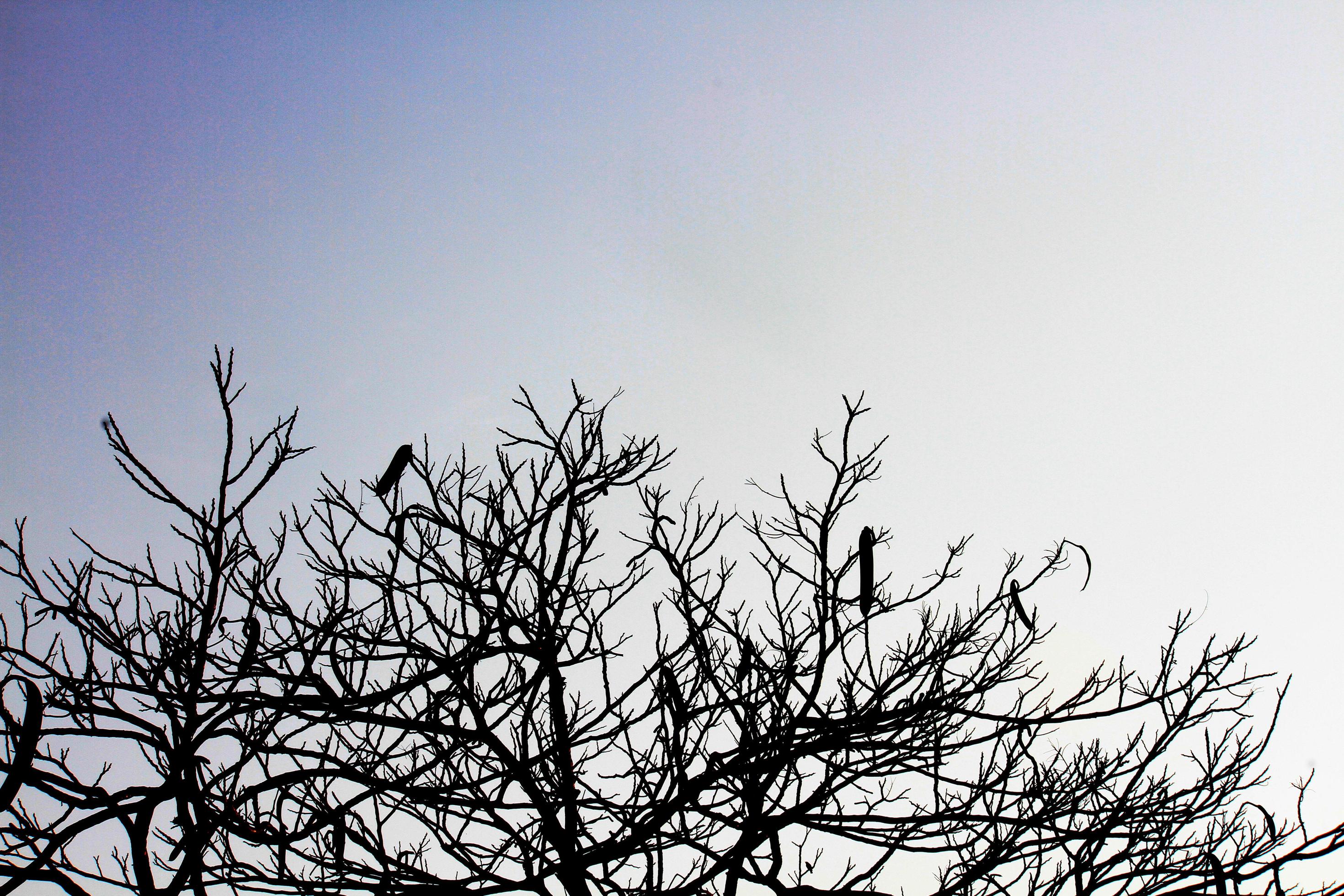 Silhouette Dry branches silhouette on dark sky Stock Free