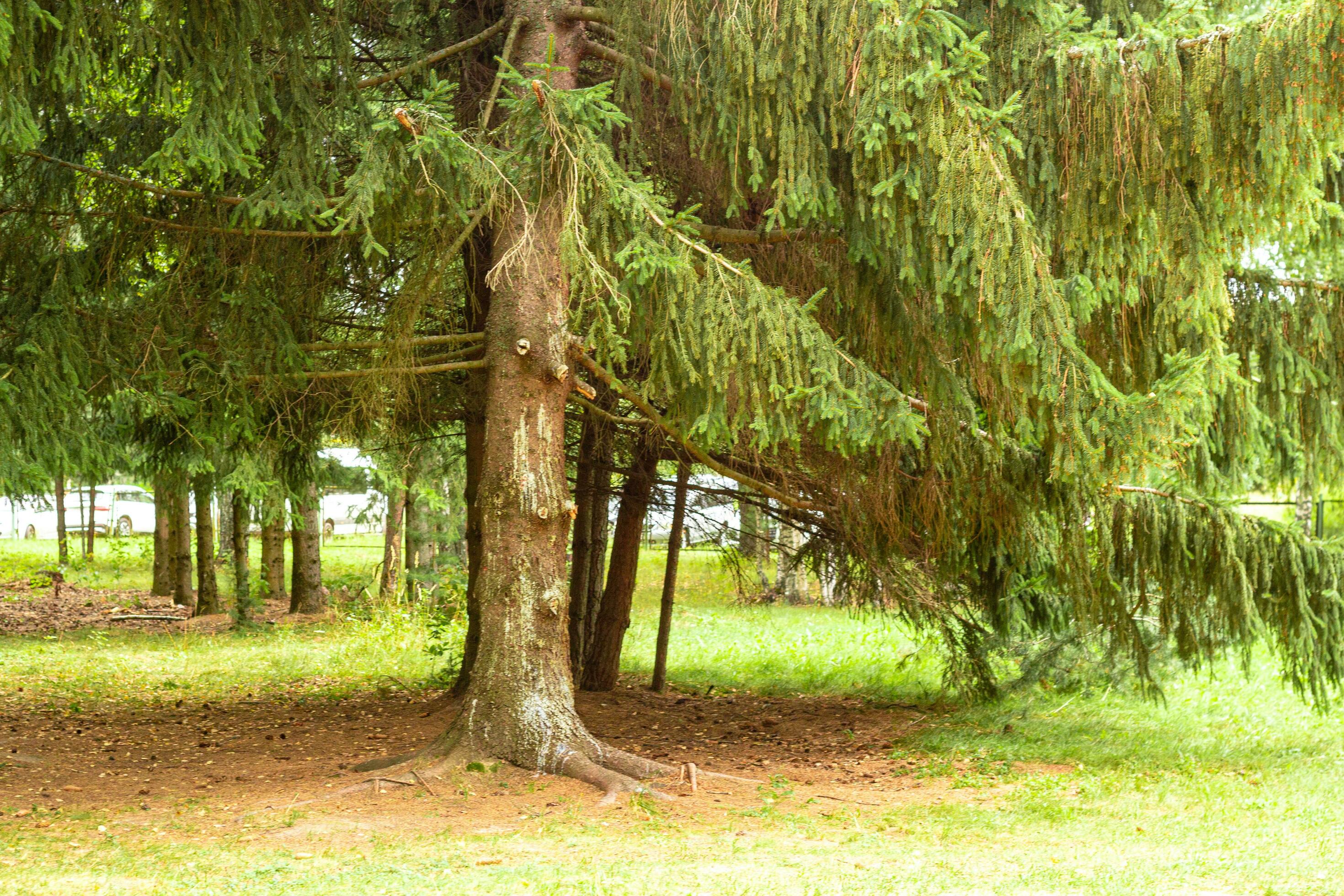 Landscape pine green forest close up Nature Vacati Stock Free