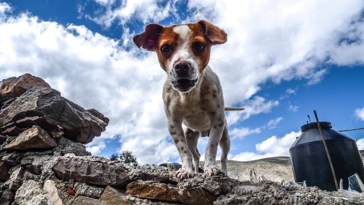 Small Dog White Brown Stock Free