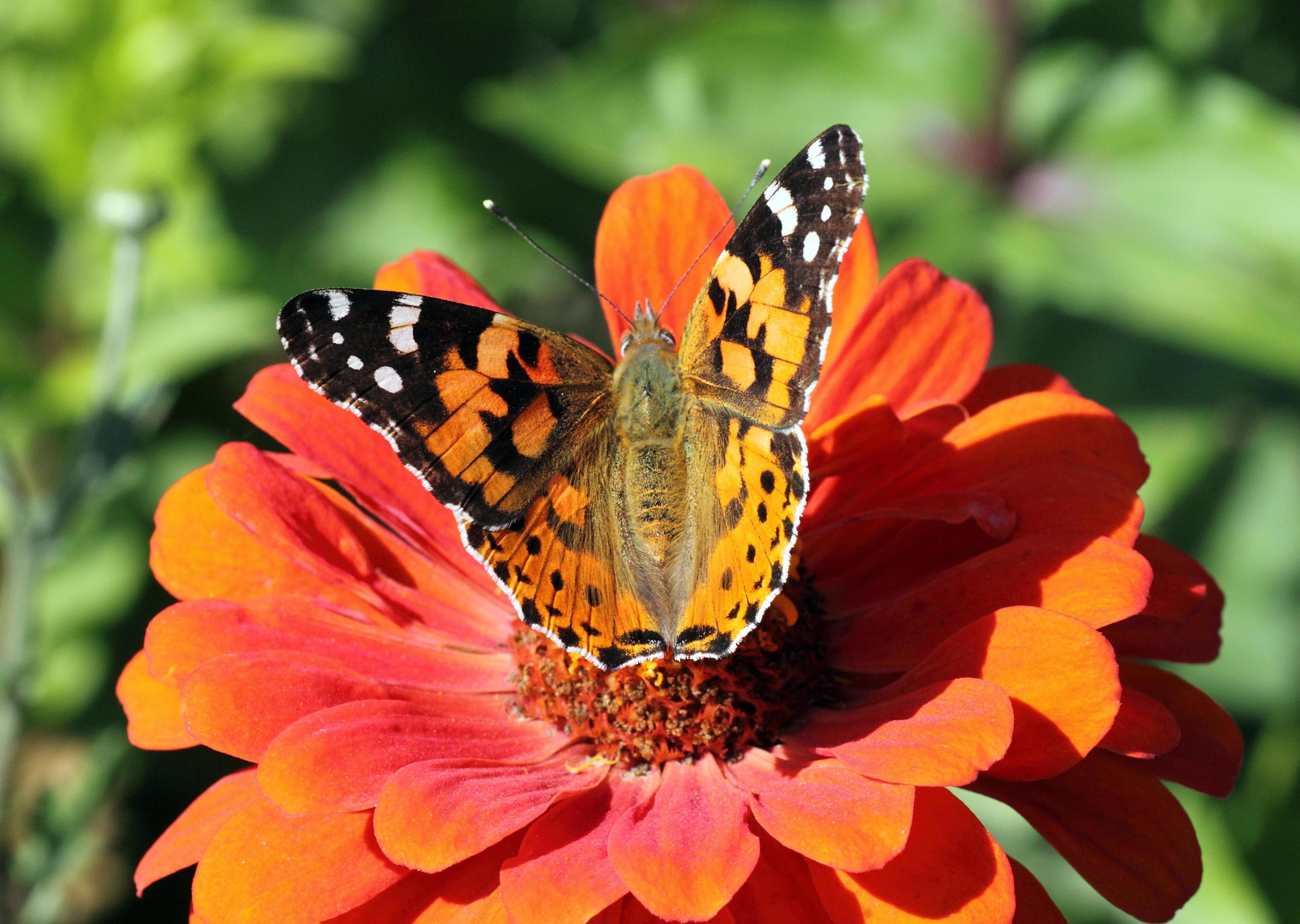 Painted Lady butterfly sitting on zinnia flower Stock Free