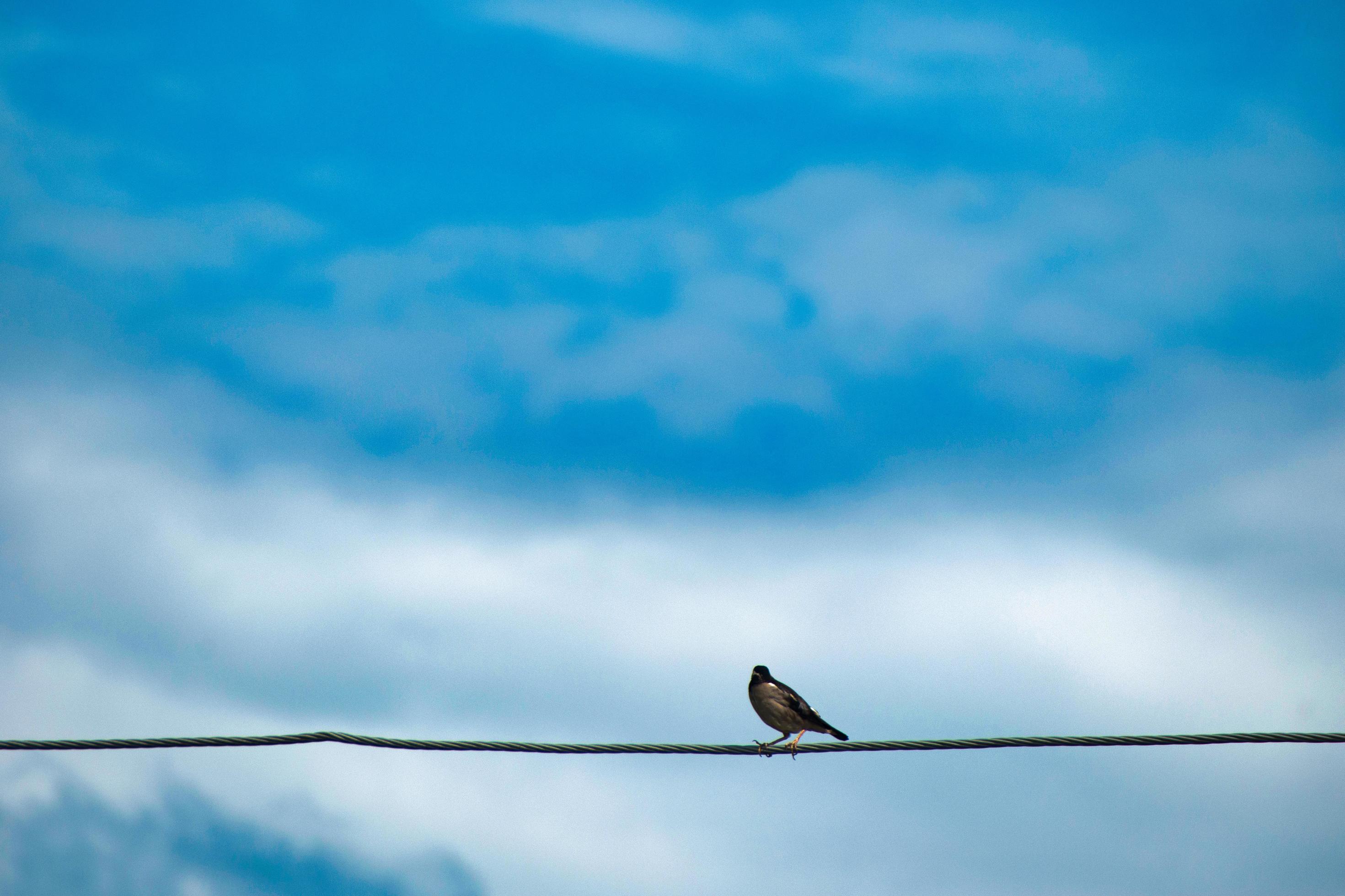 Rosy starling .Pastor roseus. Rose coloured starling. Rose coloured pastor Stock Free