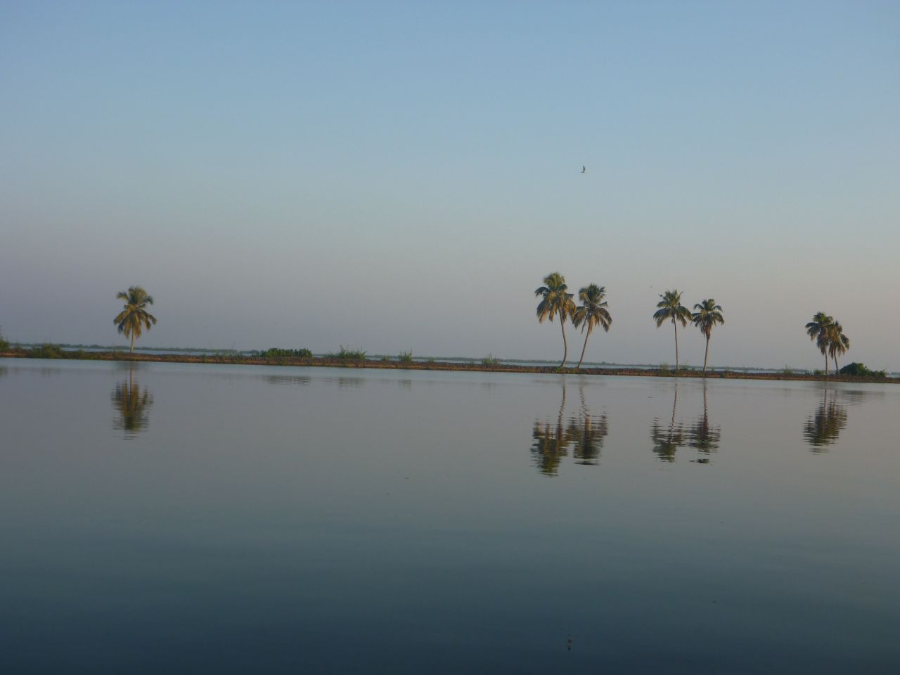 Reflection Of Coconut Trees Stock Free