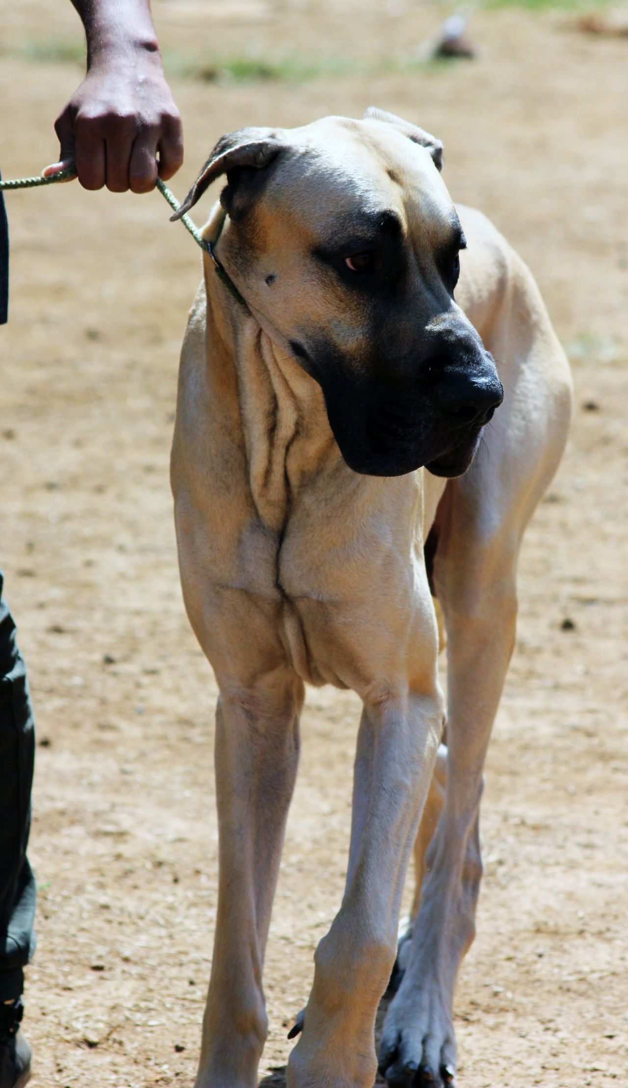 Great Dane Stock Free