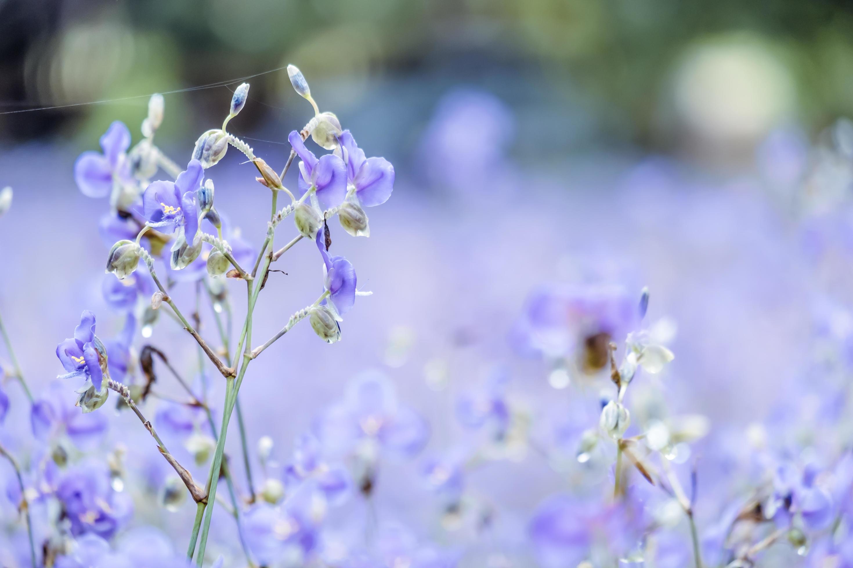 blurred of Beautiful Purple wild flowers blooming with refreshing in the morning,Soft pastel on nature bokeh background Stock Free