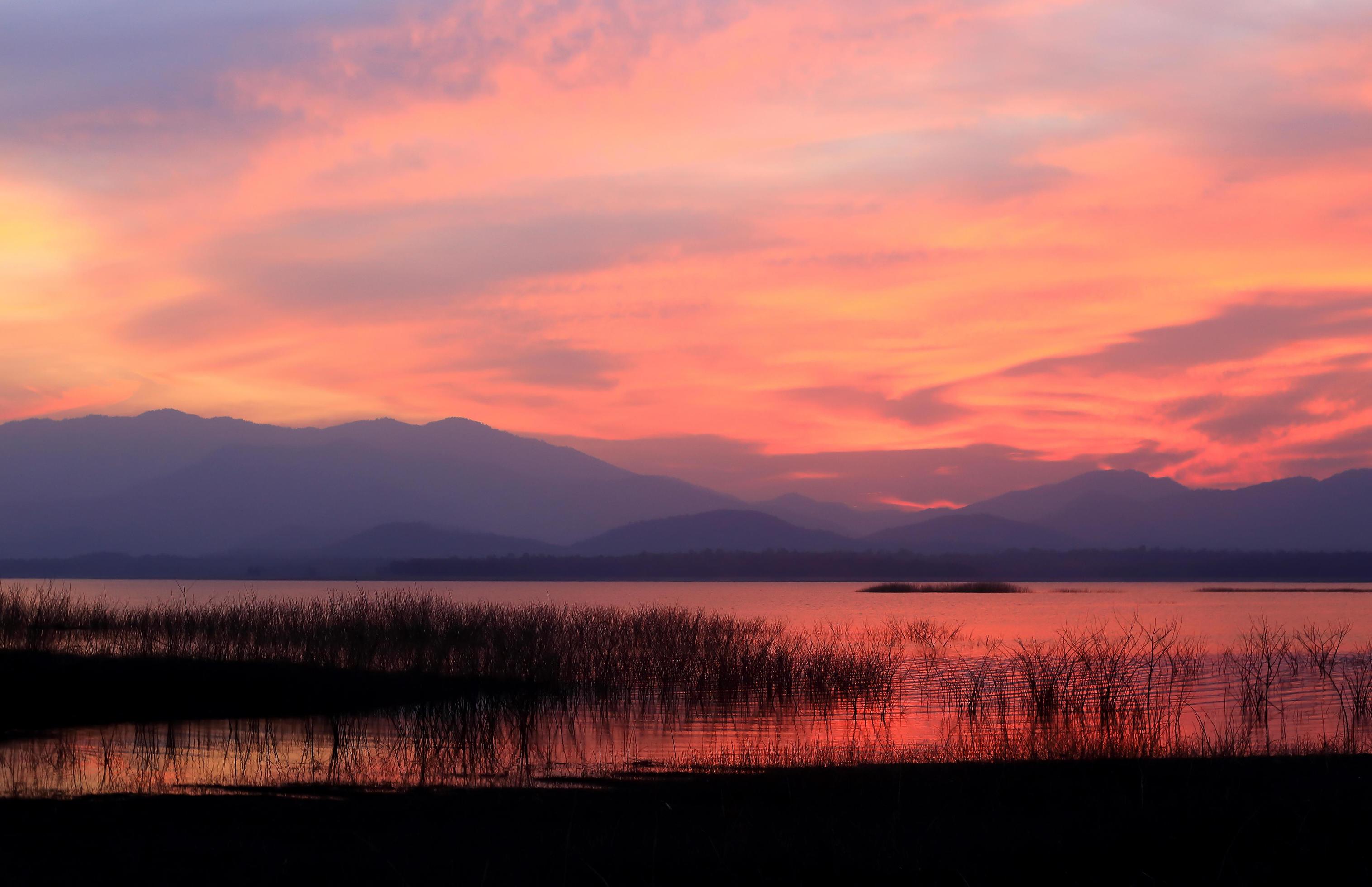 Sunset silhouette tree on the lake Stock Free