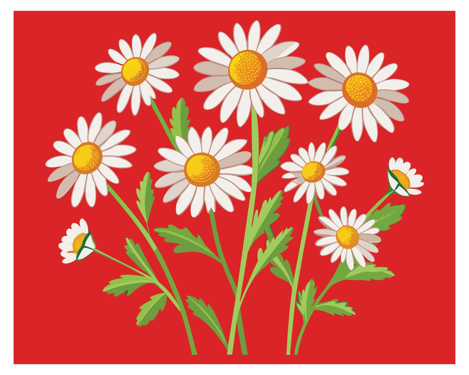 Cartoon Daisy Flower Vector Design On White Background illustration Stock Free