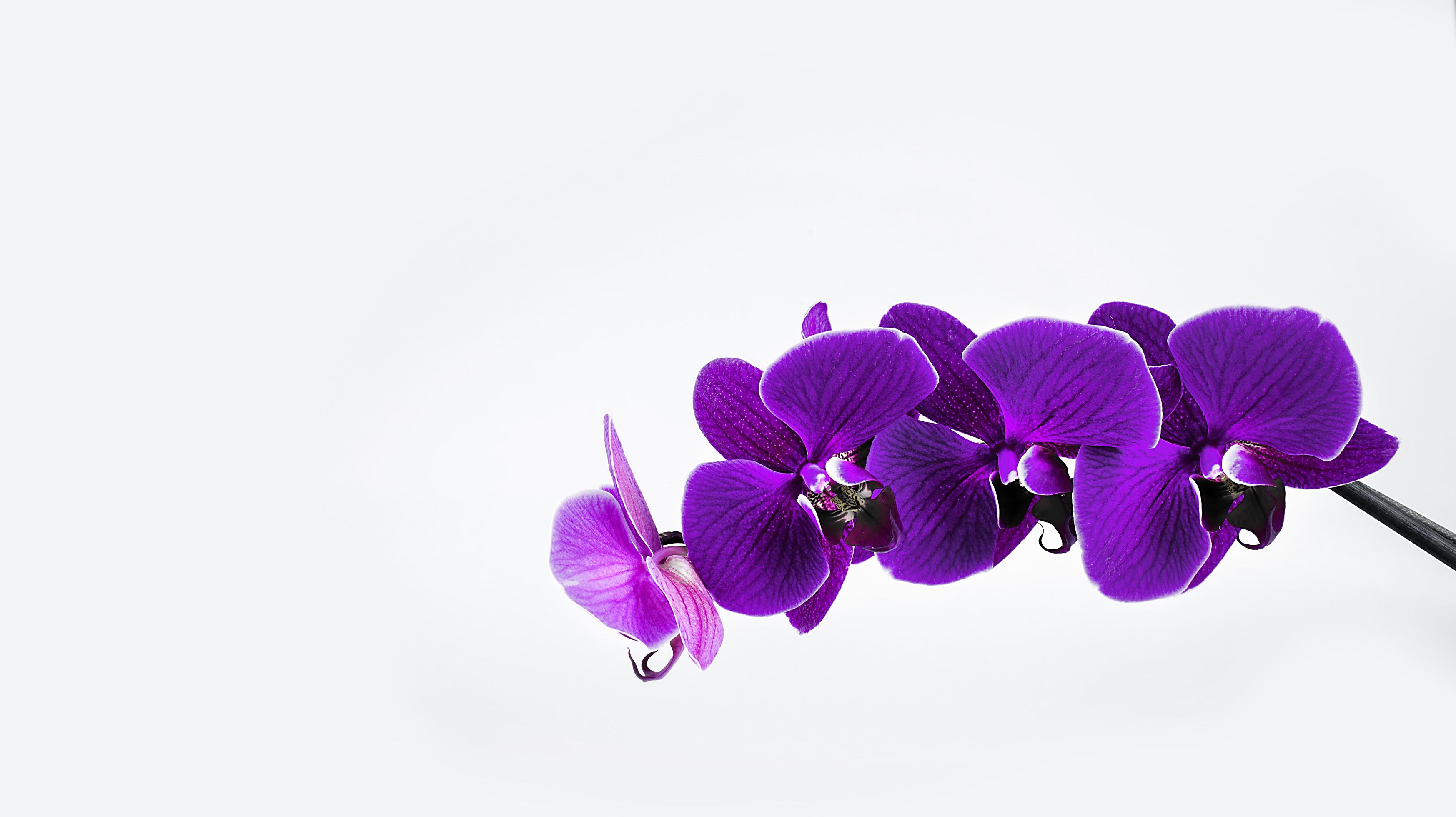 Purple orchid on a white background. Isolated image of a flower. Stock Free