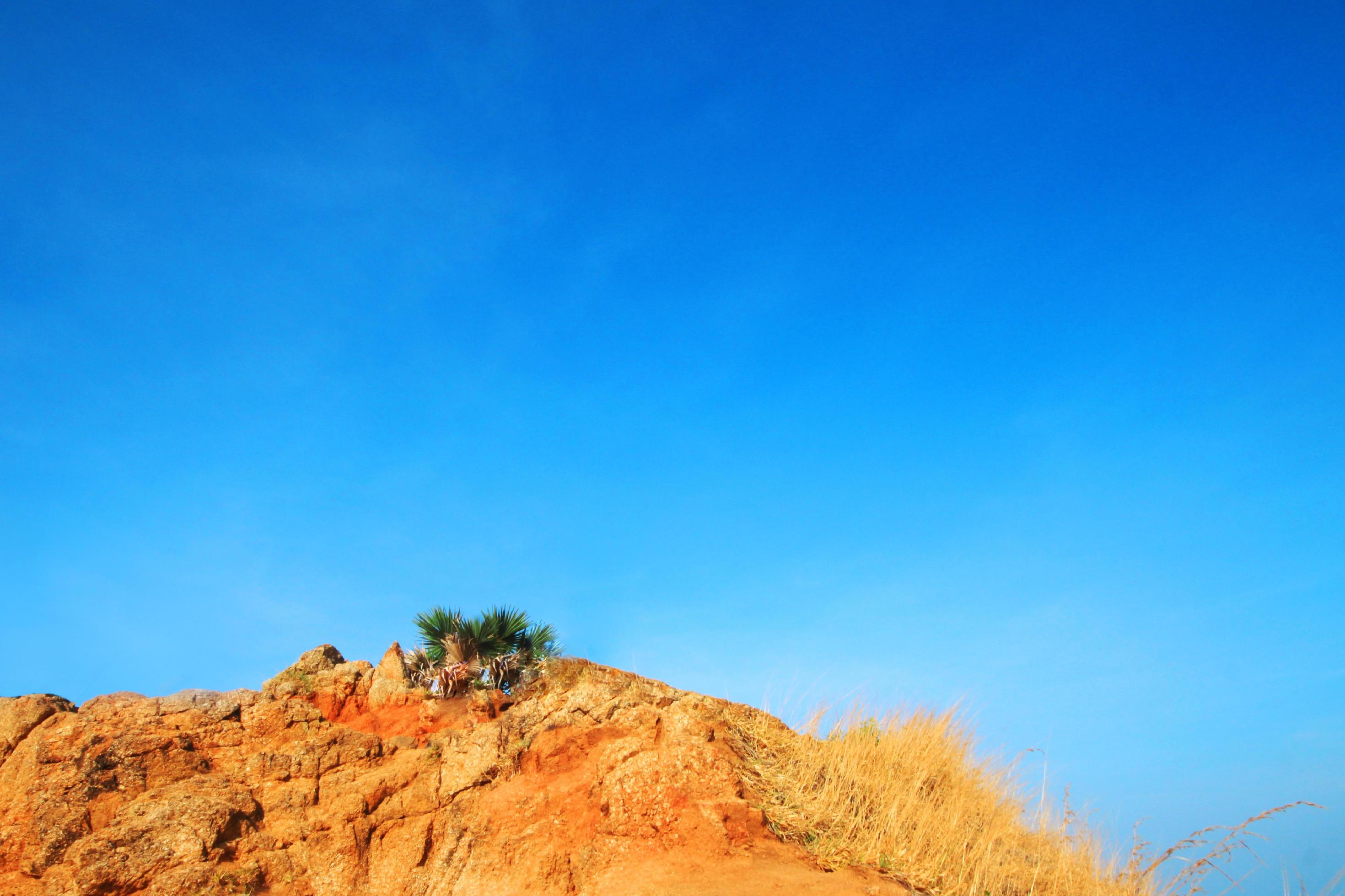 Beautiful Plam tree and Dry grass field in blue sky on the rock mountain cape. Copy space Stock Free